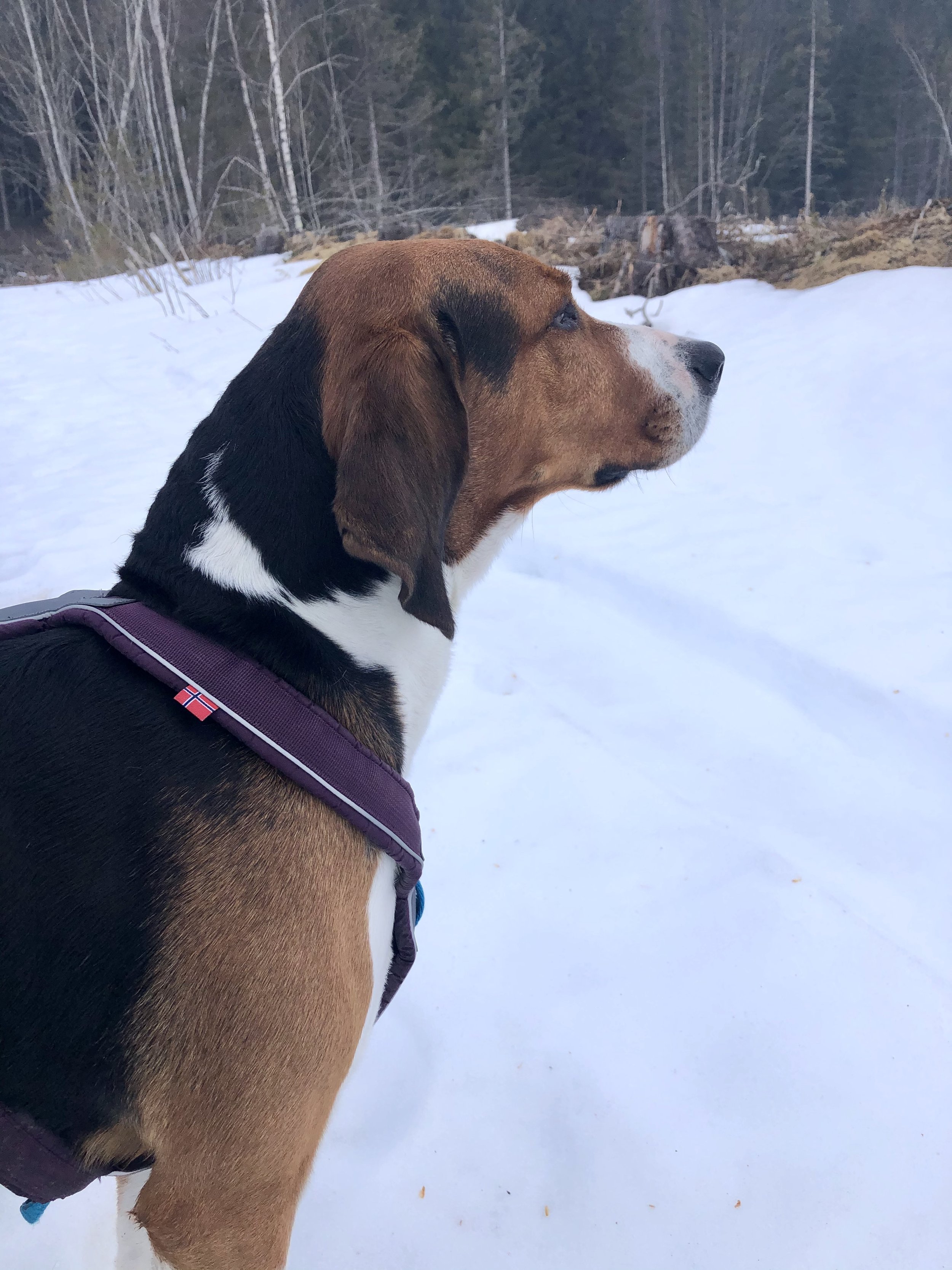 En valp med brunt, svart, hvitt og brunt pels, iført en lilla sele, ser mot høyre i snø med en skog i bakgrunnen. Hamar Hundeskole og Hamar hundedagis og Hamar Hundebarnehage.