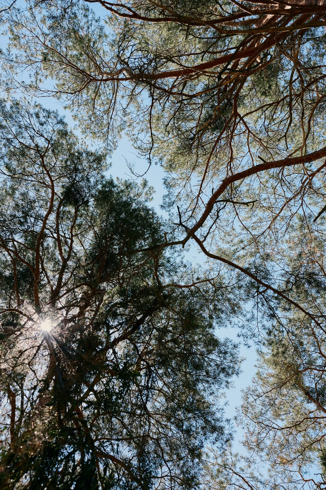 Looking up at the sky through a canopy of tree branches and leaves with sunlight.