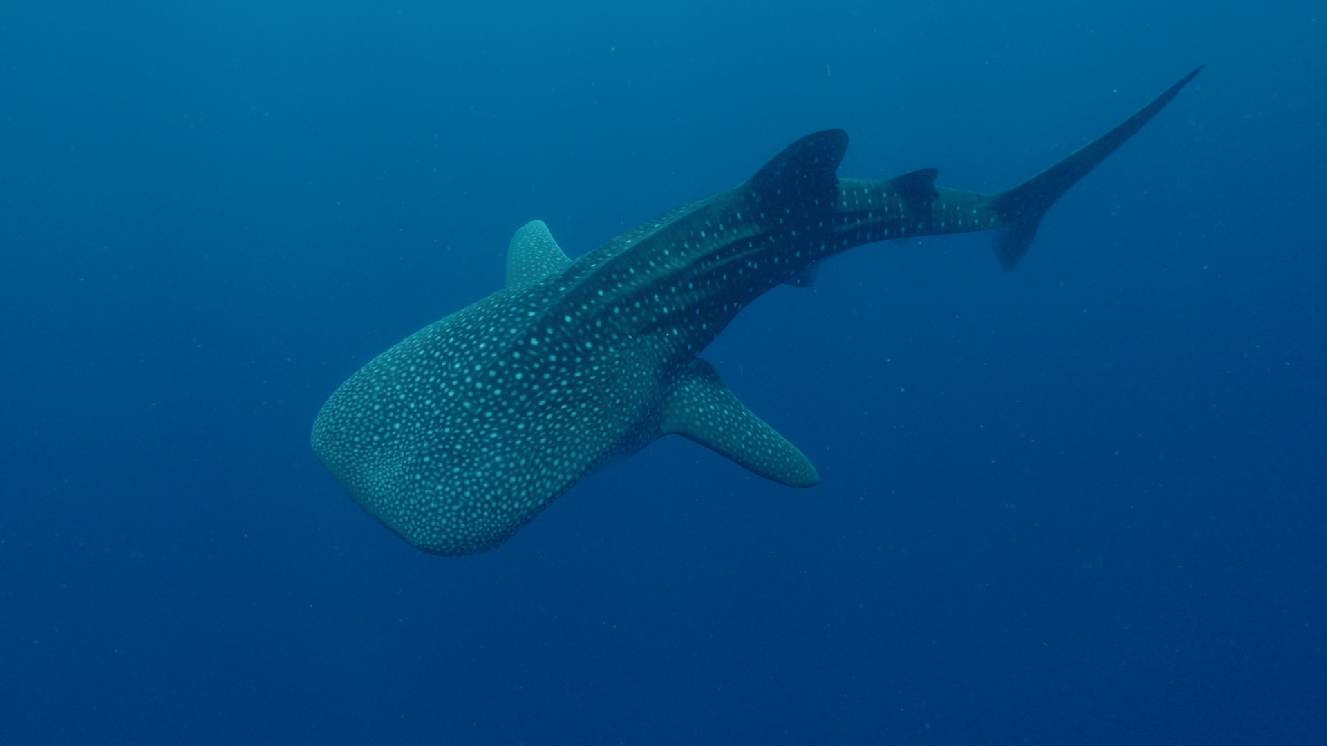 0001 - WHALE SHARK EDIT SPONSORSHIP v11.00_01_57_01.Still001.png