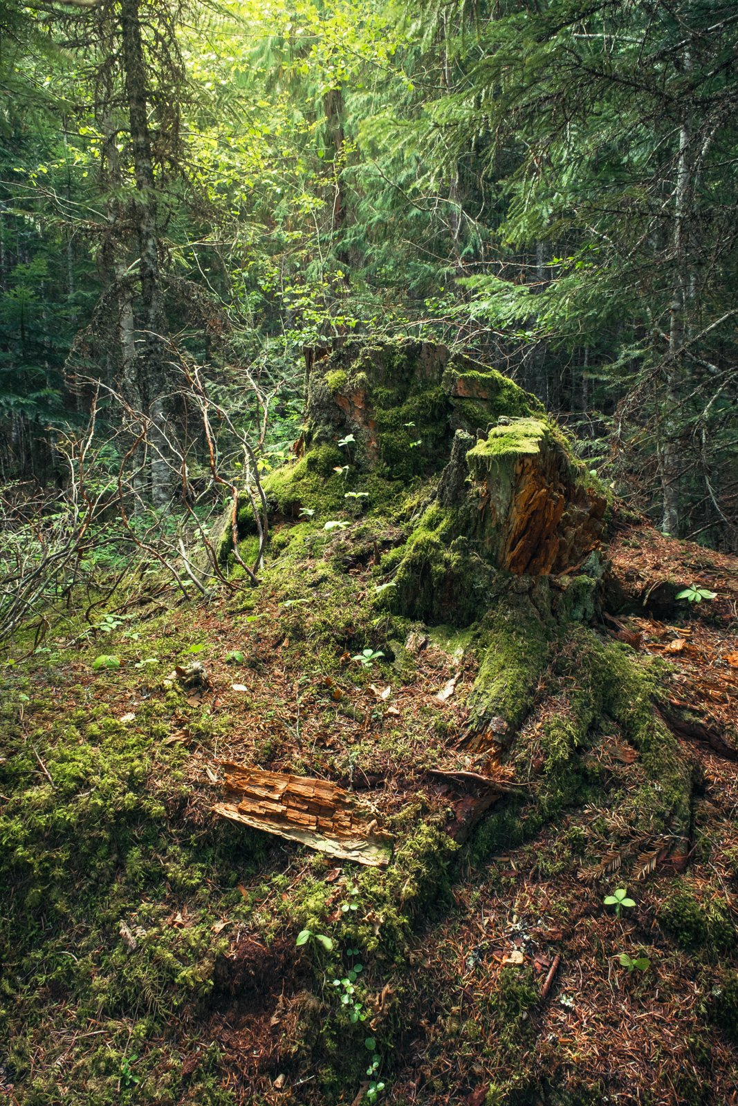 Deep in the Cheakamus forest 