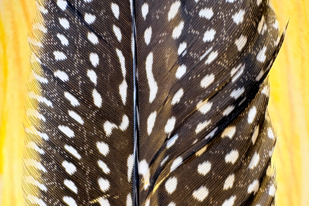 Close-up van een gevleugelde structuur met zwart, wit en bruin patronen, mogelijk een vogel- of insectenvleugel.
