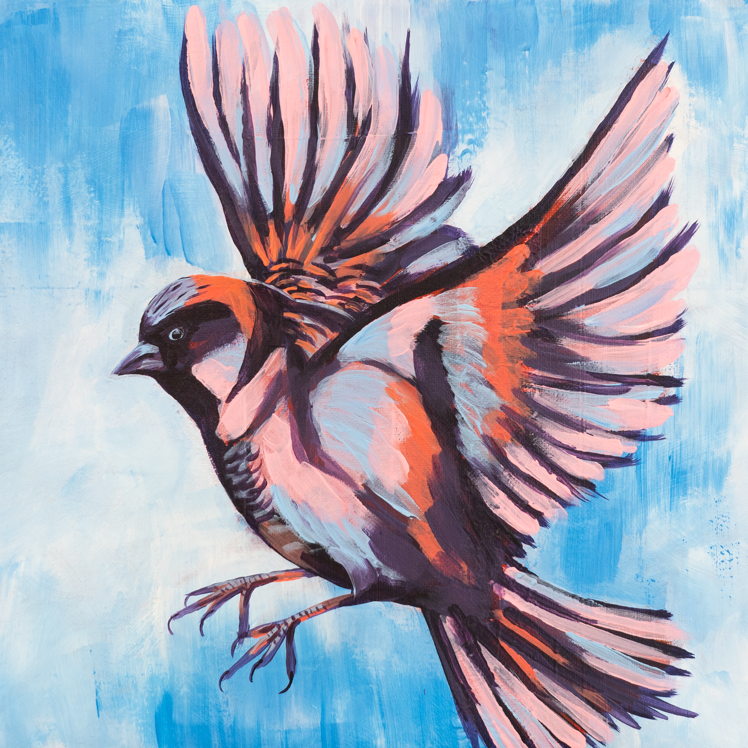 sparrow 1.png