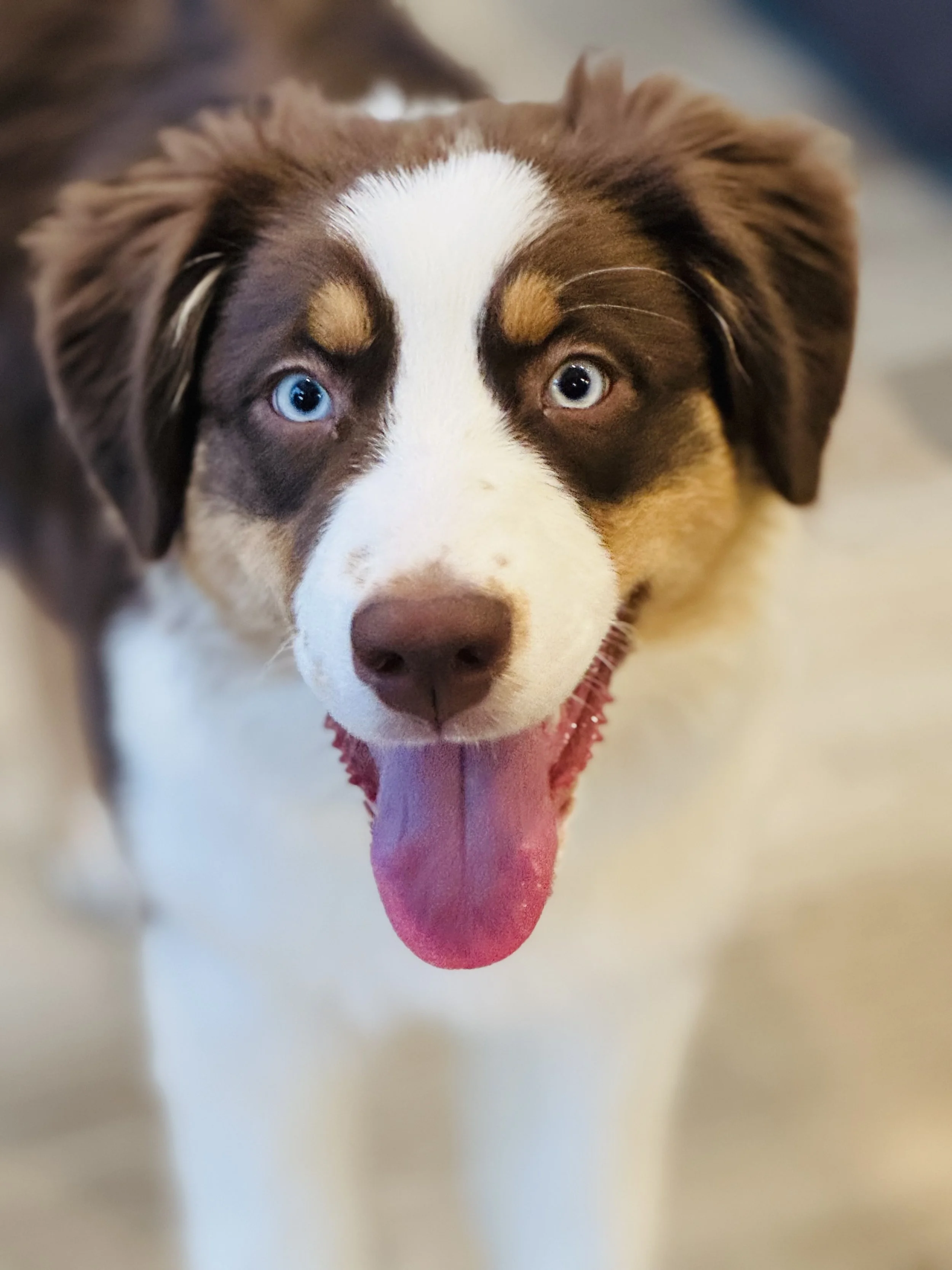 A close-up of a dog with brown and white fur, blue eyes, and a pink tongue sticking out.