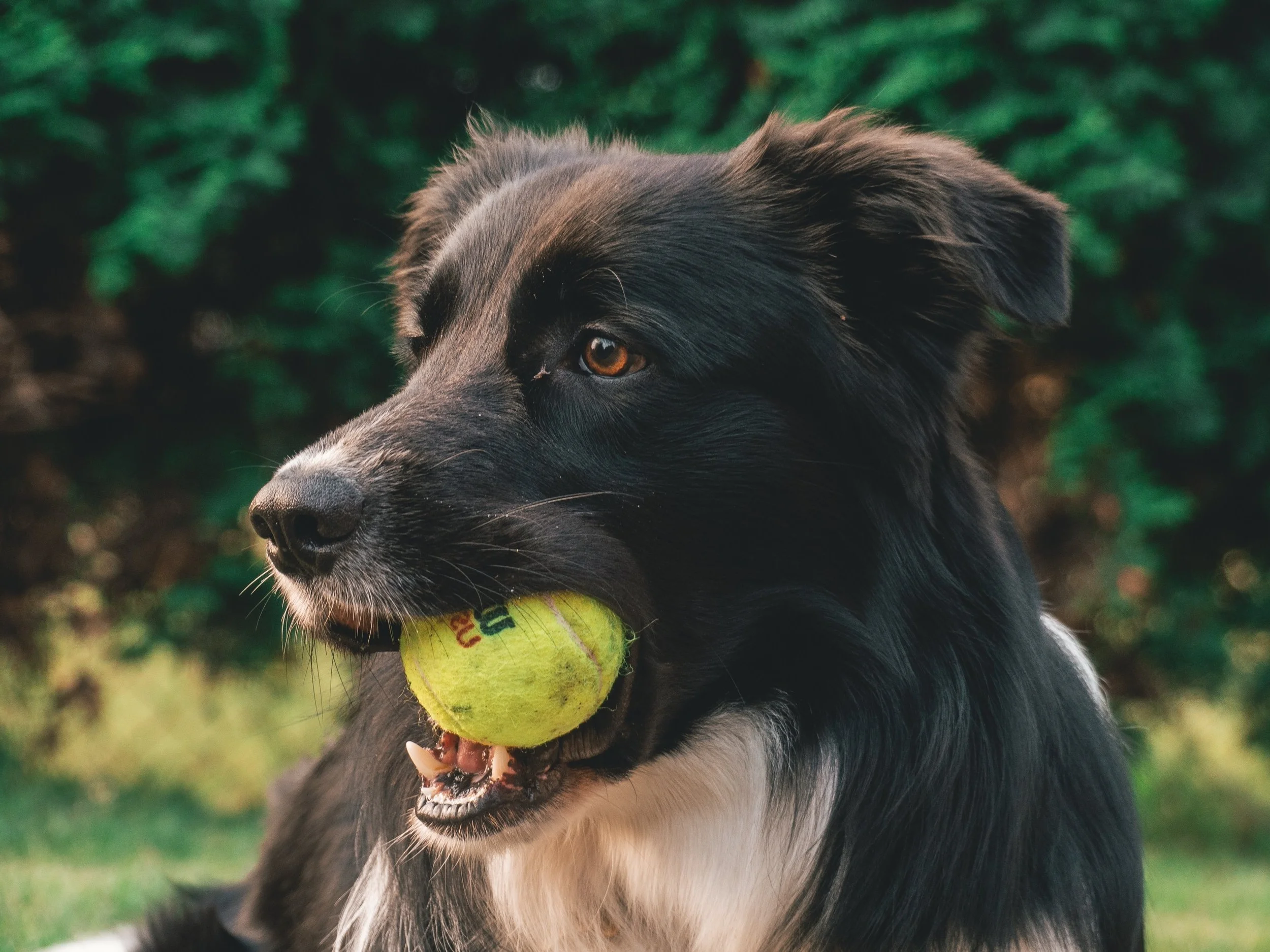 Dog+Photo+-+tadeusz-lakota-.jpg