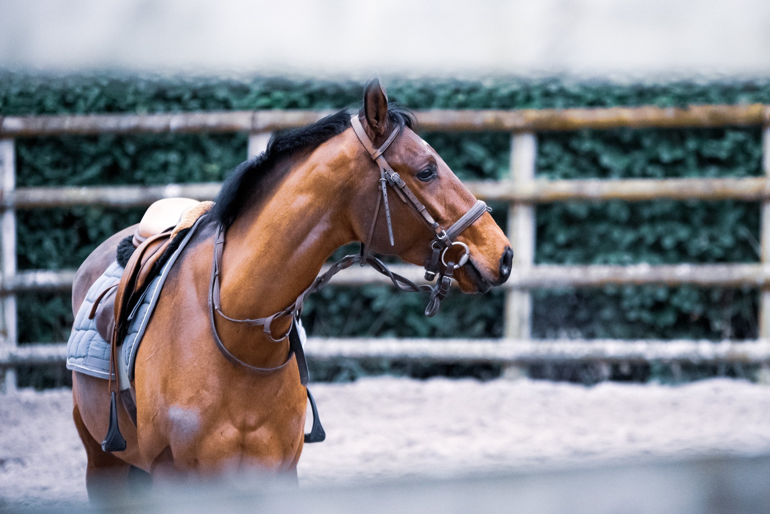 Horse+Photo+-+by+guillaume-de-germain.jpg