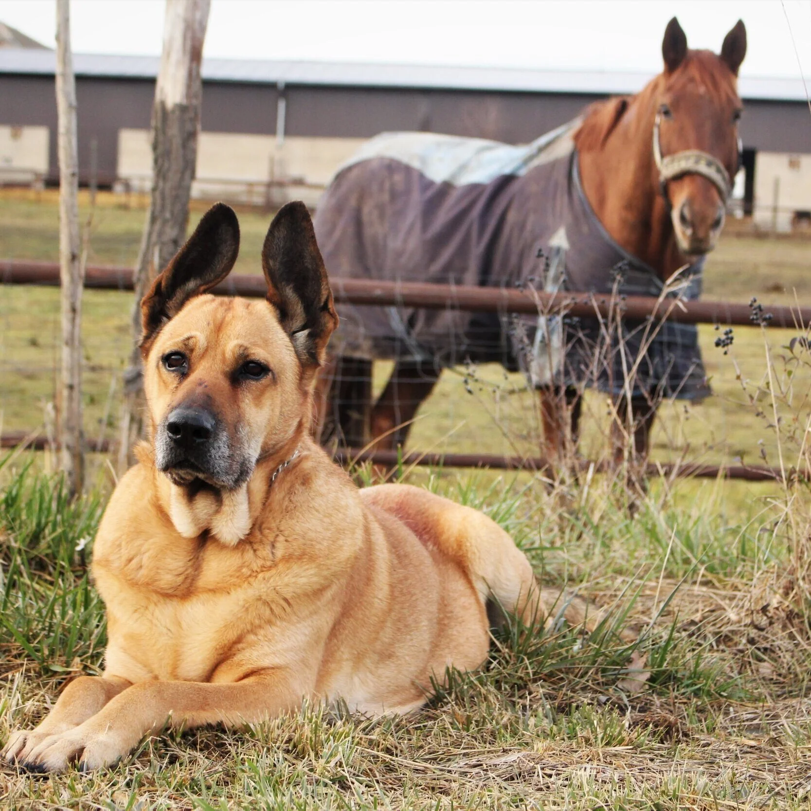 Dohg+and+horse+photo+-+by+lucie-hosova-.jpg