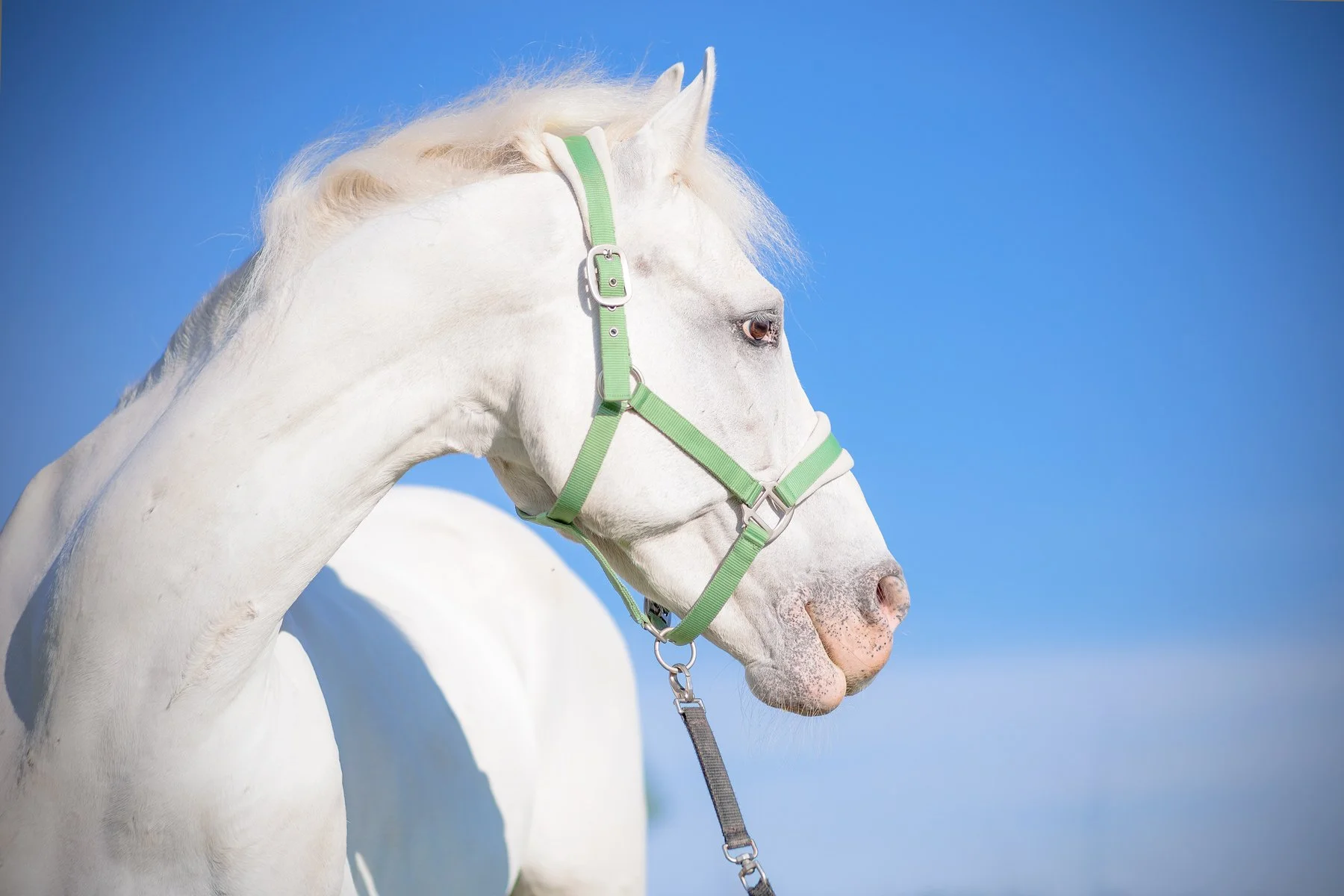 Profile of a white horse with a green halter against a clear blue sky.