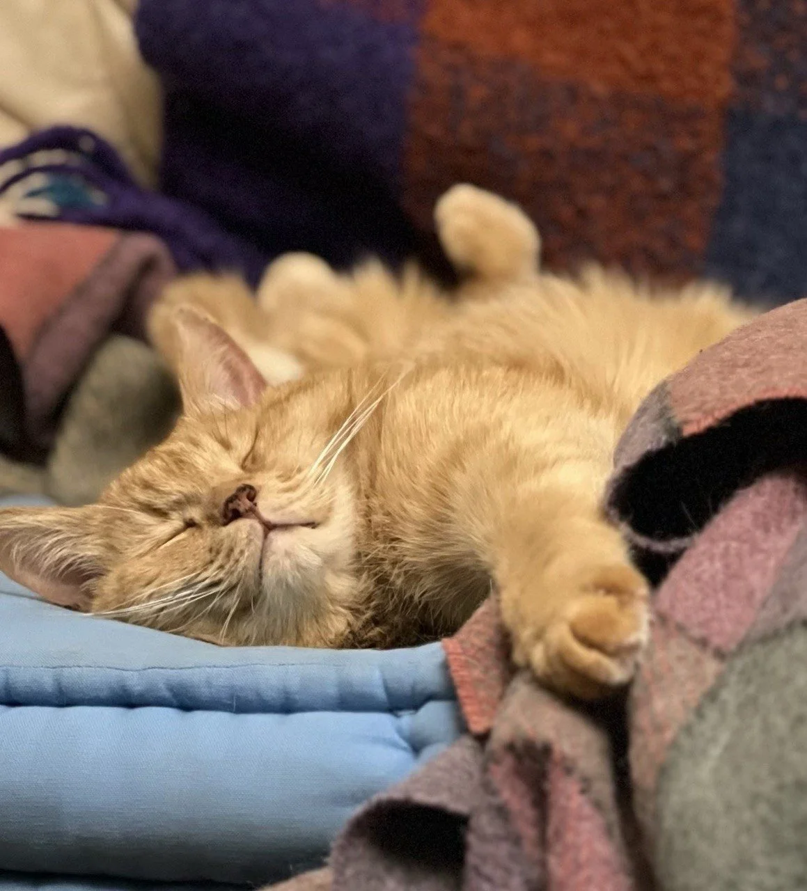 A ginger cat sleeping peacefully on a blue blanket surrounded by colorful textiles.