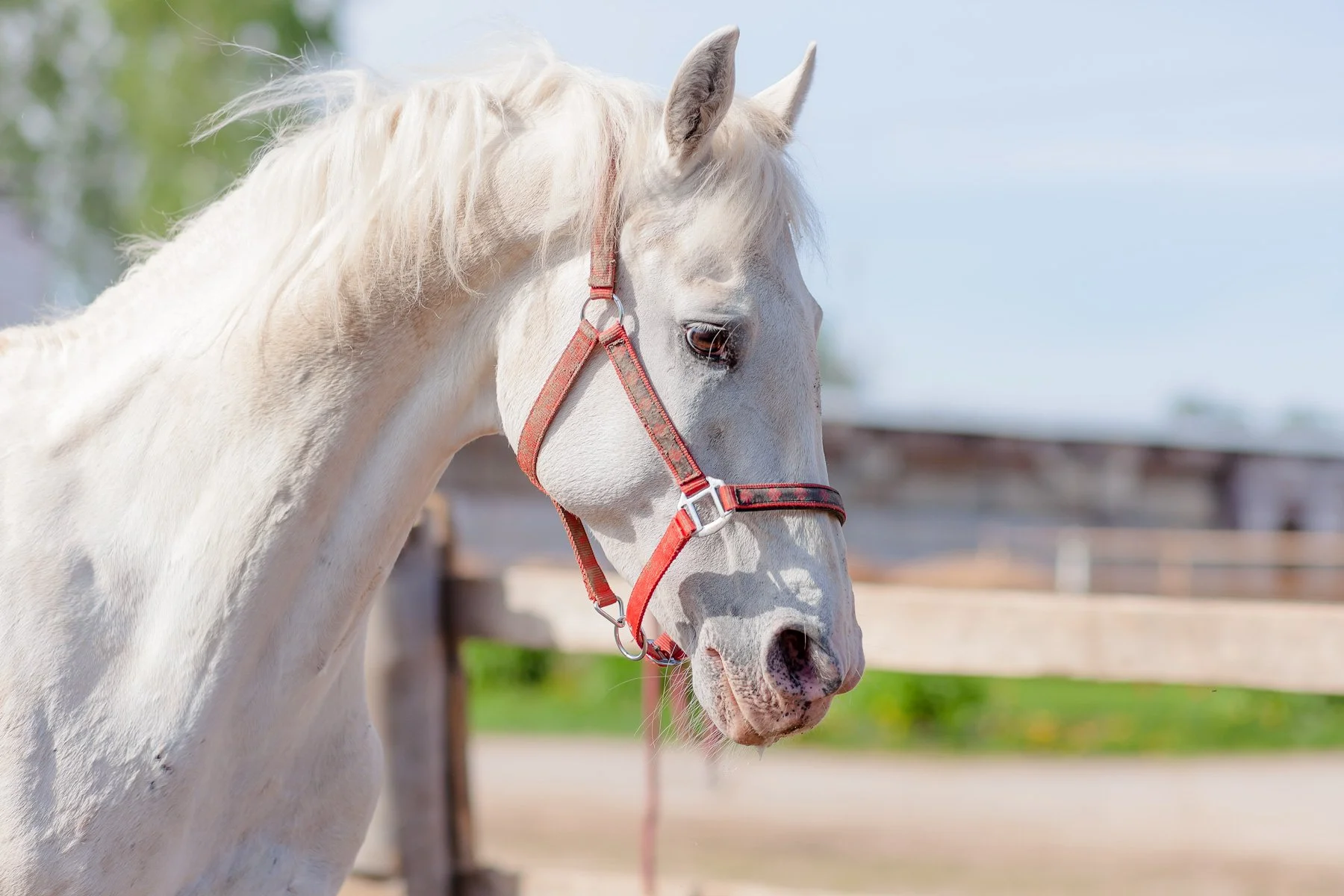 A white horse with a red halter on its head, standing outdoors with a blurred background including a wooden fence and blue sky.