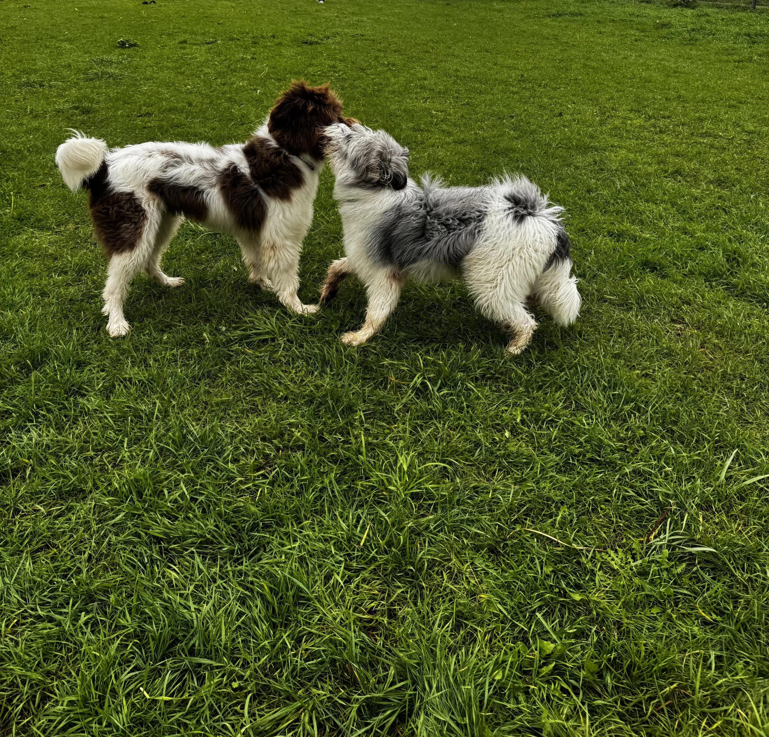 Sozialkontaktstunde – kontrollierter Sozialkontakt für Hunde