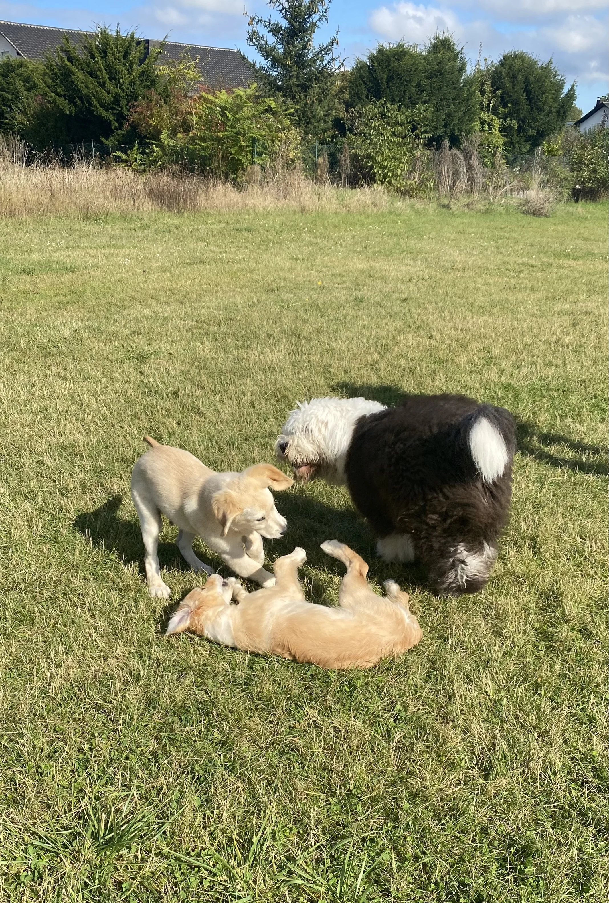 Three dogs playing together on a grassy field in front of a house and trees