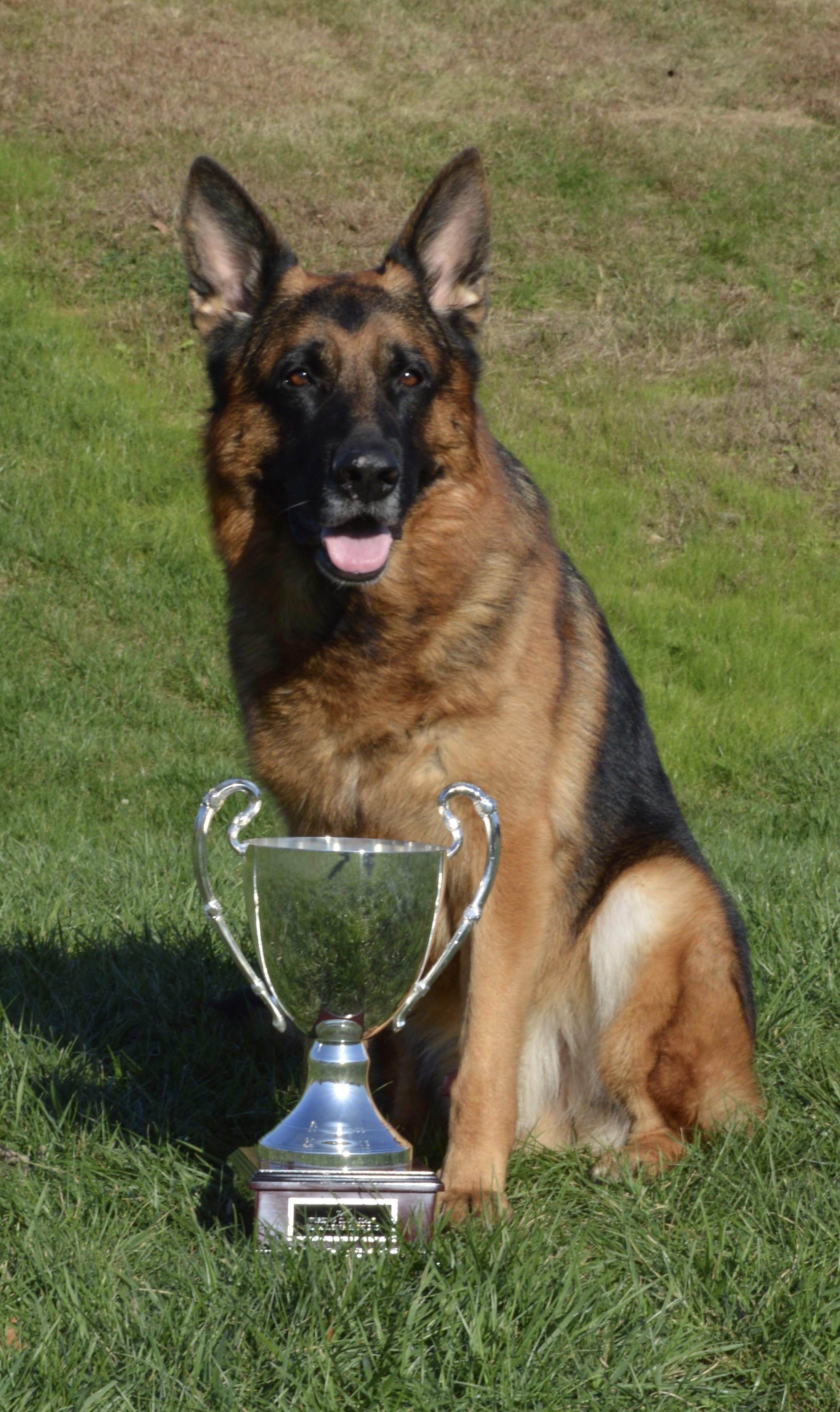 German Shepherd dog sitting on grass with a silver trophy in front of it.