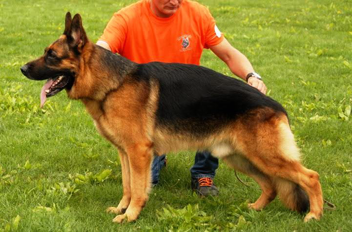 A large German Shepherd dog standing on a grassy field with a person in an orange shirt behind it.