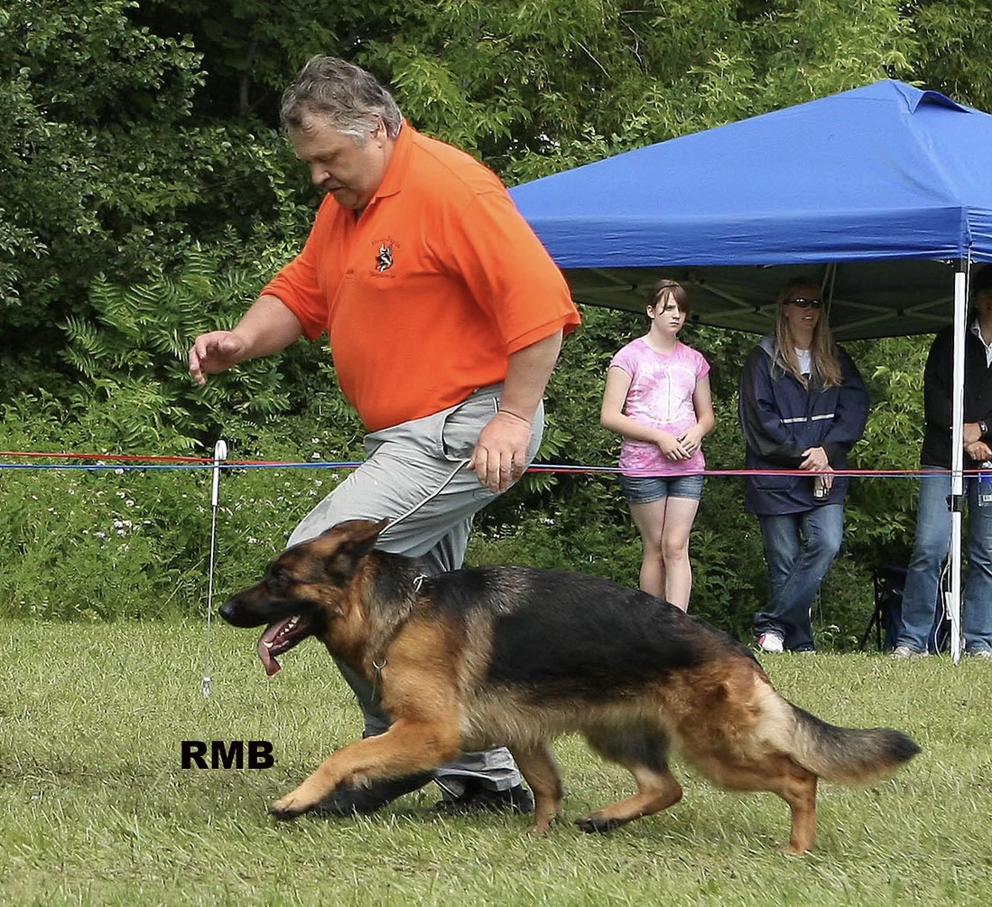 A man in an orange shirt walks a German Shepherd dog on a leash during a dog show. Three women are under a blue canopy tent in the background, surrounded by green trees and grass.