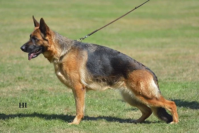 A German Shepherd dog standing on grass with a leash attached to its collar.