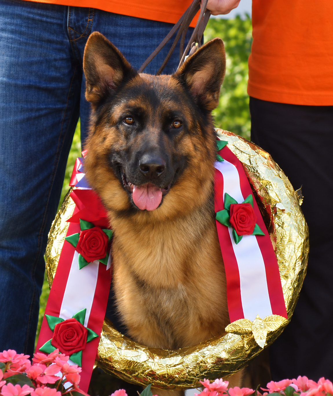 German Shepherd dog wearing a decorative rosette with red roses and green leaves, sitting among pink flowers, outdoors with two people partially visible in the background.