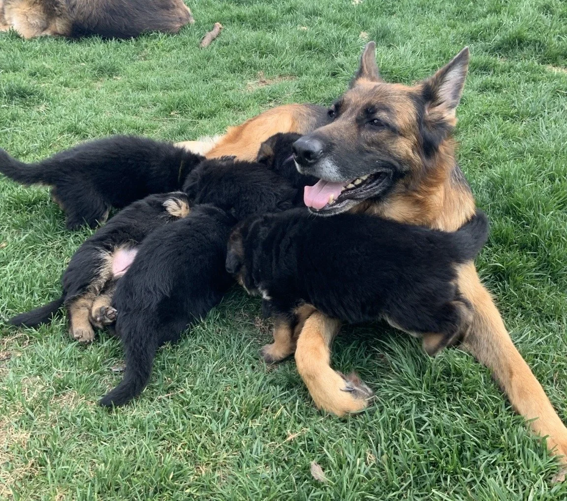 A German Shepherd dog lying on green grass surrounded by four puppies, with one puppy nursing and another cuddling close.