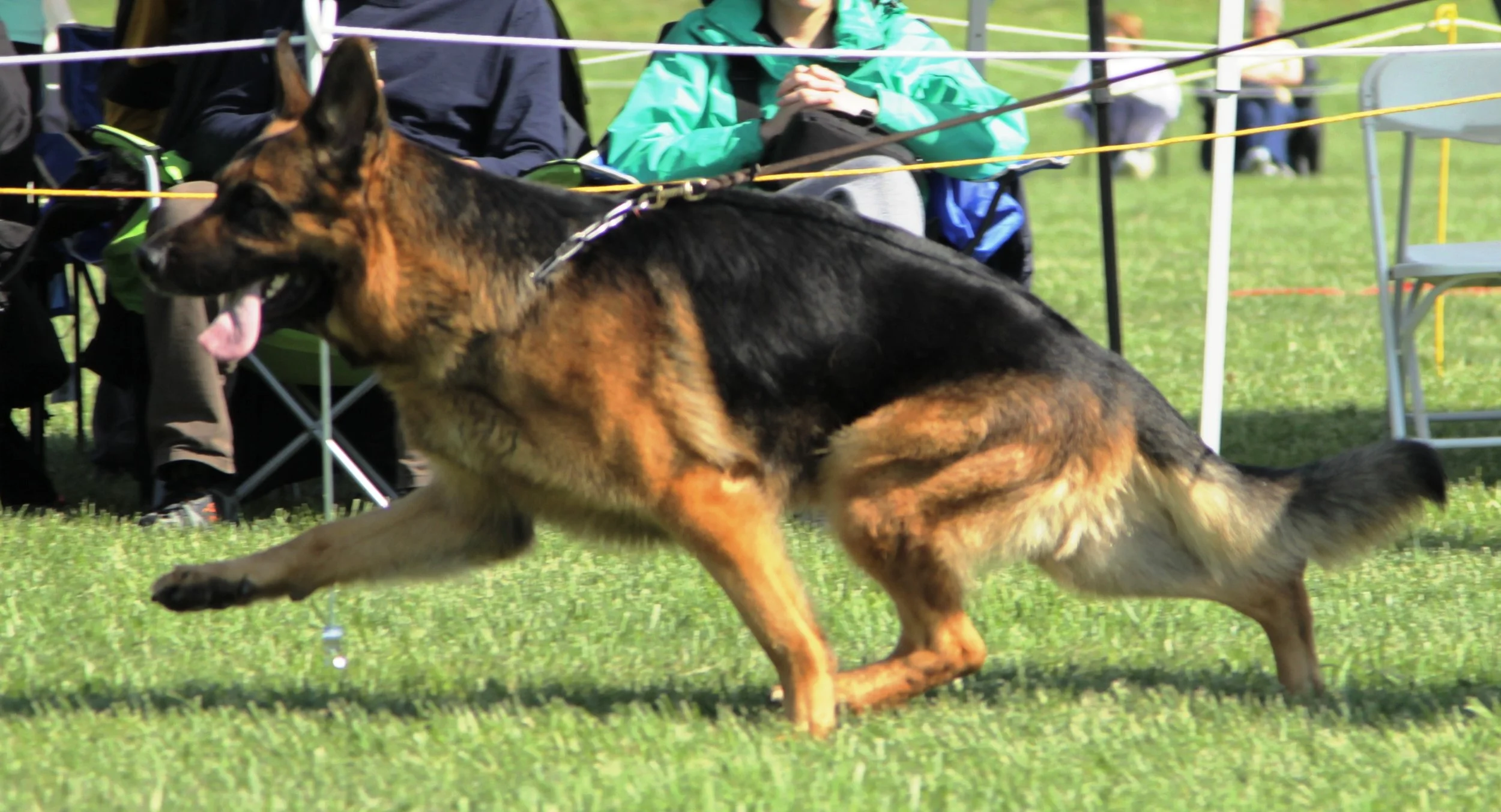 A German Shepherd dog running in an outdoor area with grass, with people and chairs in the background.