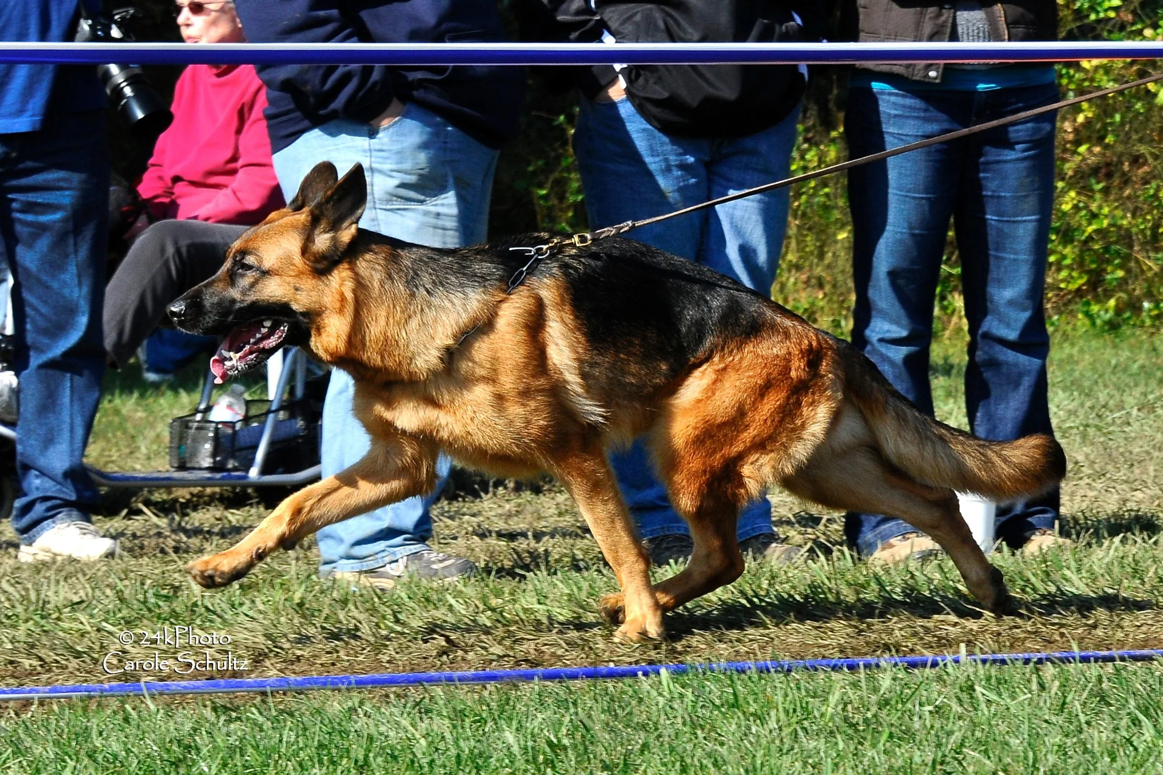 A German Shepherd dog running outdoors at a dog competition or event, with people standing behind a blue fence in the background.