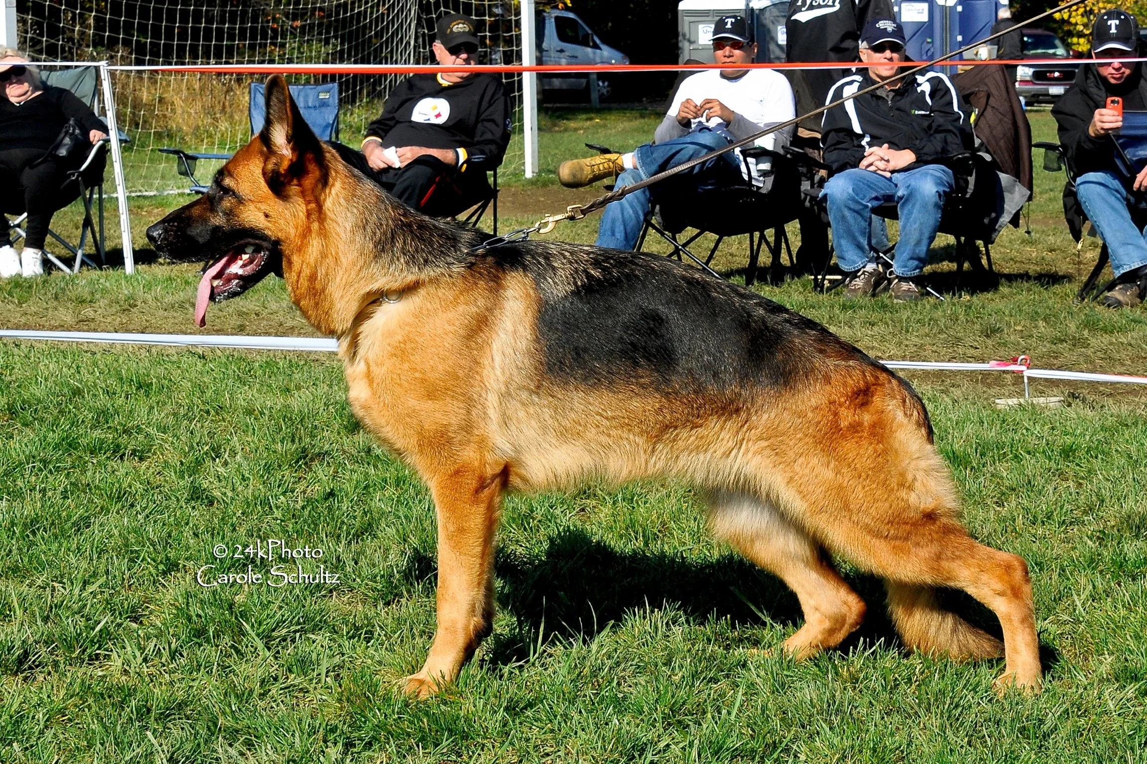 German shepherd dog standing on green grass with people sitting in chairs behind a red boundary line, some using phones, outdoors on a sunny day.