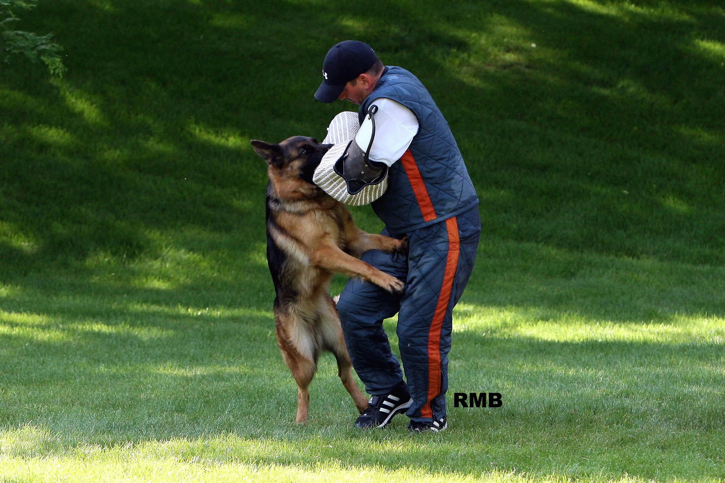 A man wearing a black cap, white shirt, and blue padded jacket is practicing dog training outdoors with a German Shepherd. The dog is jumping up and biting a padded sleeve on the man's arm. The lush green grass and trees are visible in the background.