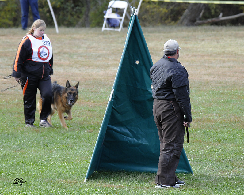 Dog agility training session with a German Shepherd and two handlers on a grassy field