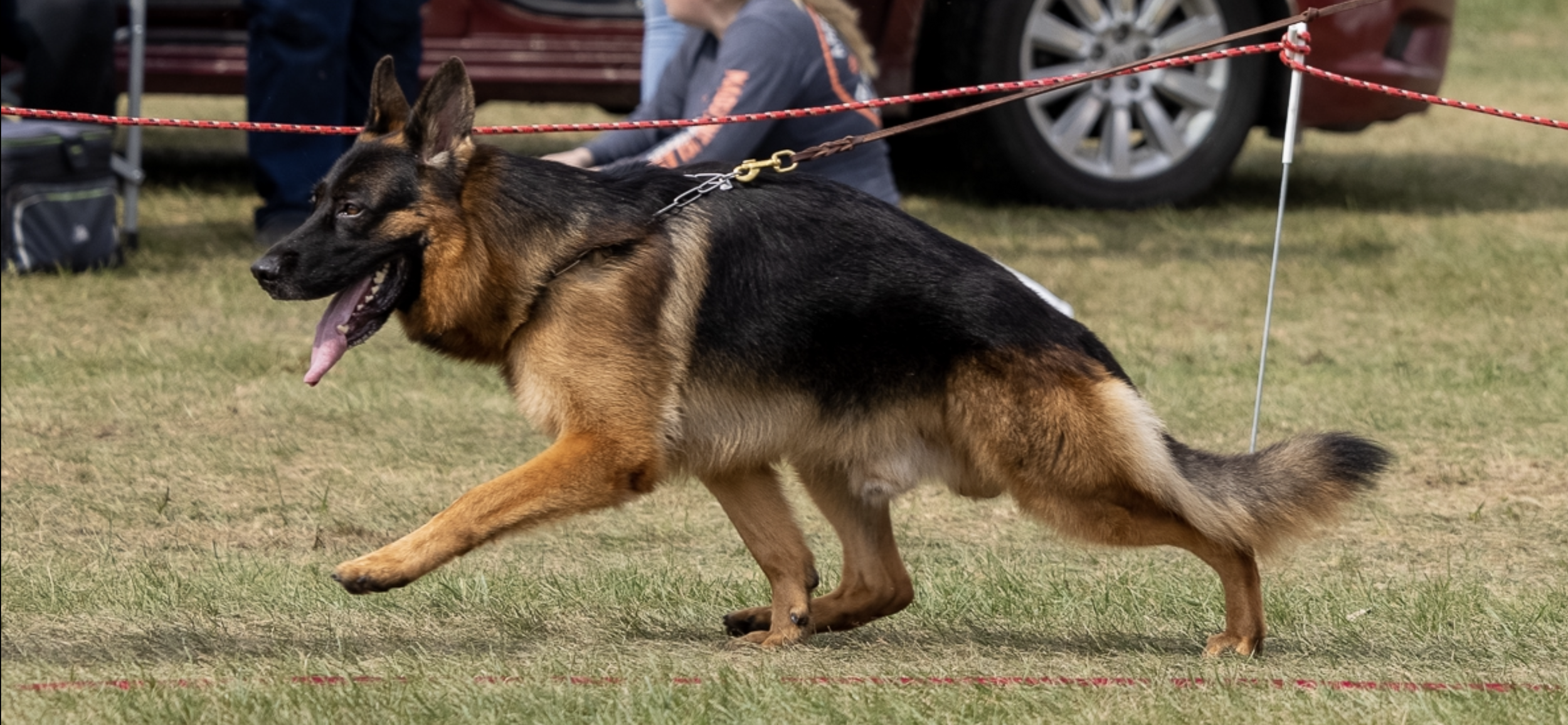 German Shepherd dog wearing a leash, running on grass at an outdoor event with people and cars in the background.