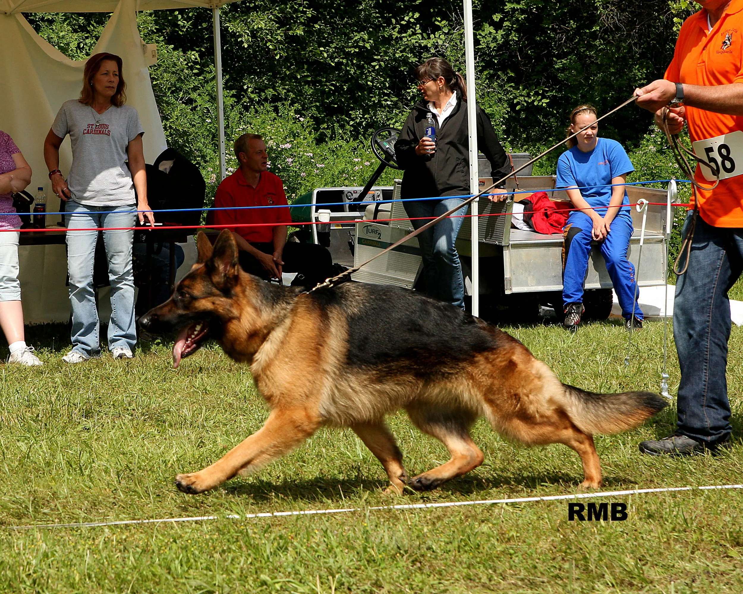 A German shepherd dog running on grass with a leash in a fenced area at an outdoor event. People are standing and sitting nearby under a tent, with trees and greenery in the background. Children and adults are present, with some seated on a bench. The scene appears lively, possibly from a dog competition or show.