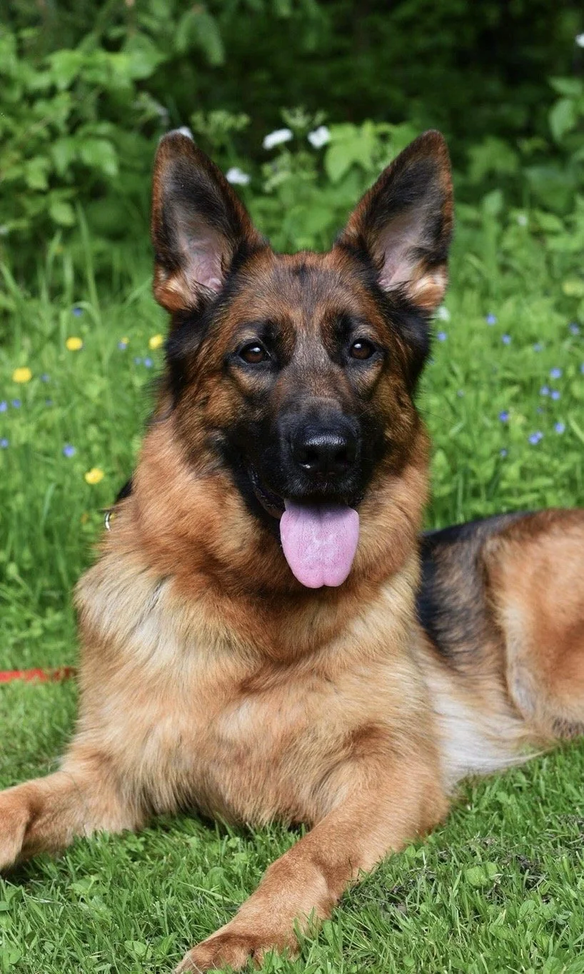 A German Shepherd dog lying on green grass with a background of green foliage and small colorful flowers.