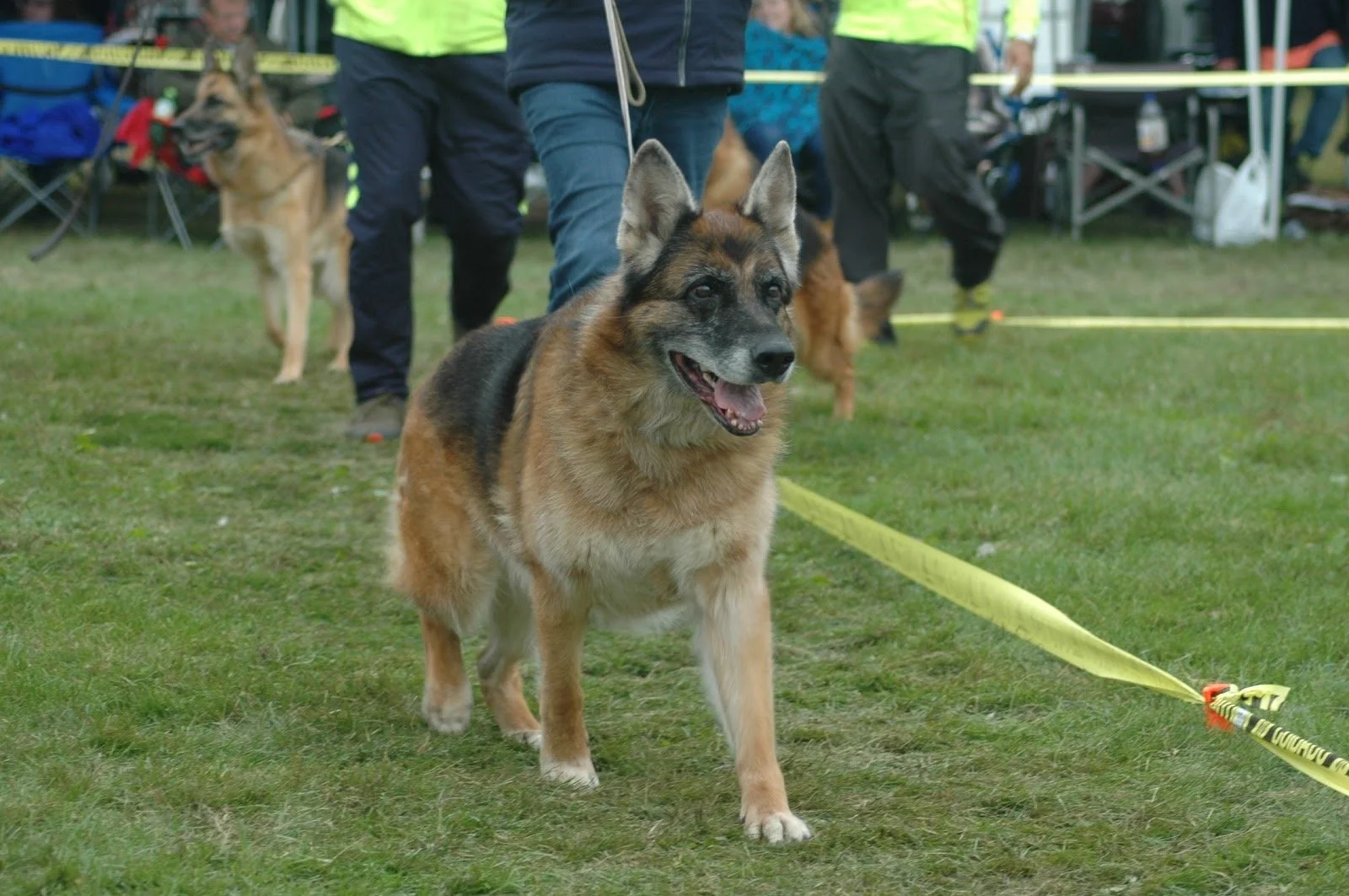 A smiling German Shepherd or Shepherd mix dog on a leash walking on grass at a dog event, with other dogs and people in the background.
