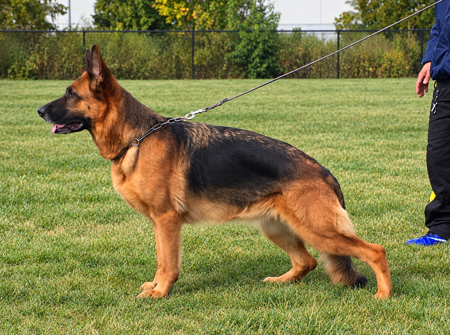 German Shepherd dog on a leash, standing on grass in a park, with a person standing nearby.