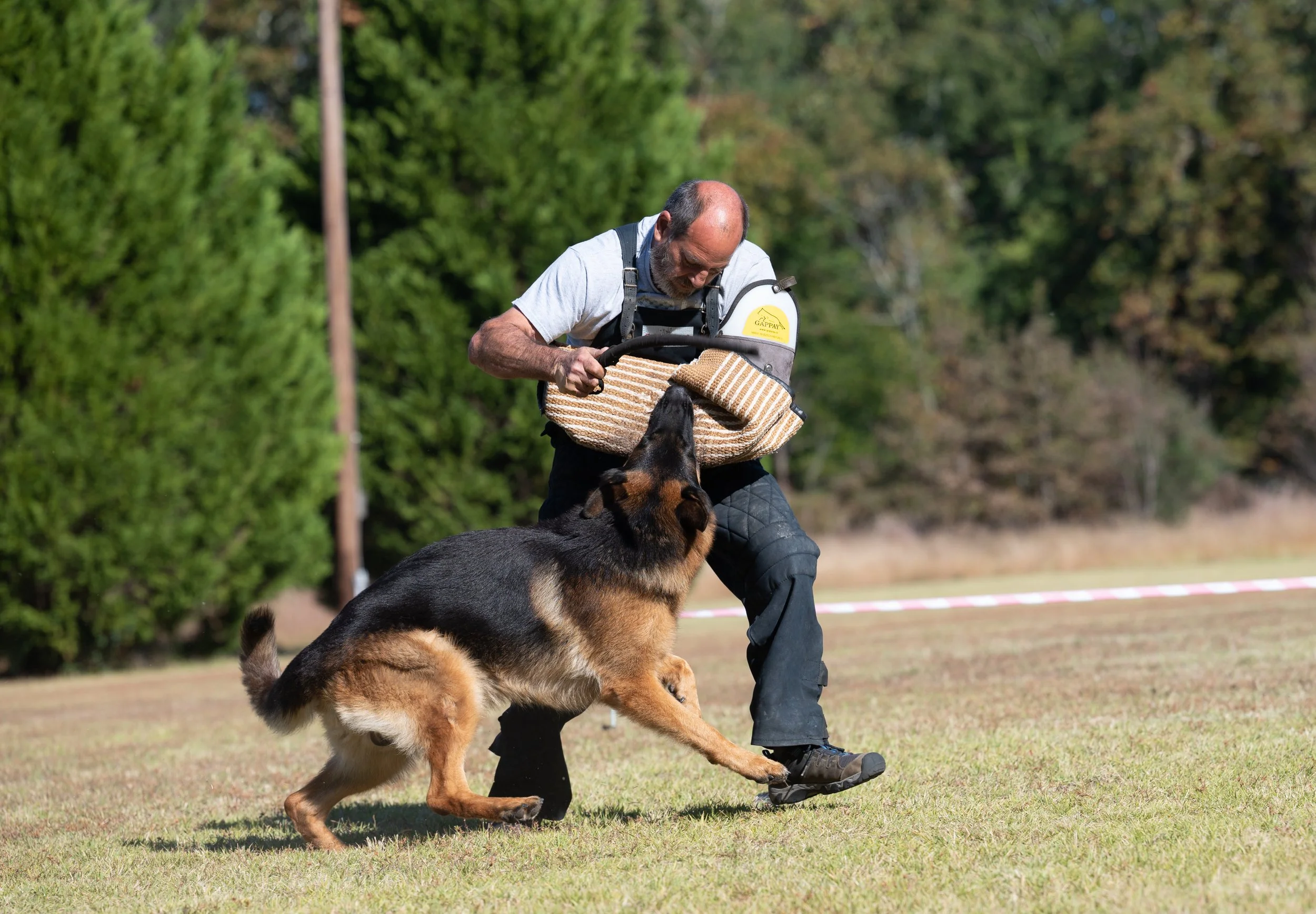 A man in a white t-shirt and black pants is training a German Shepherd dog outdoors on a field with green trees in the background. The man is holding a training sleeve for the dog to bite.