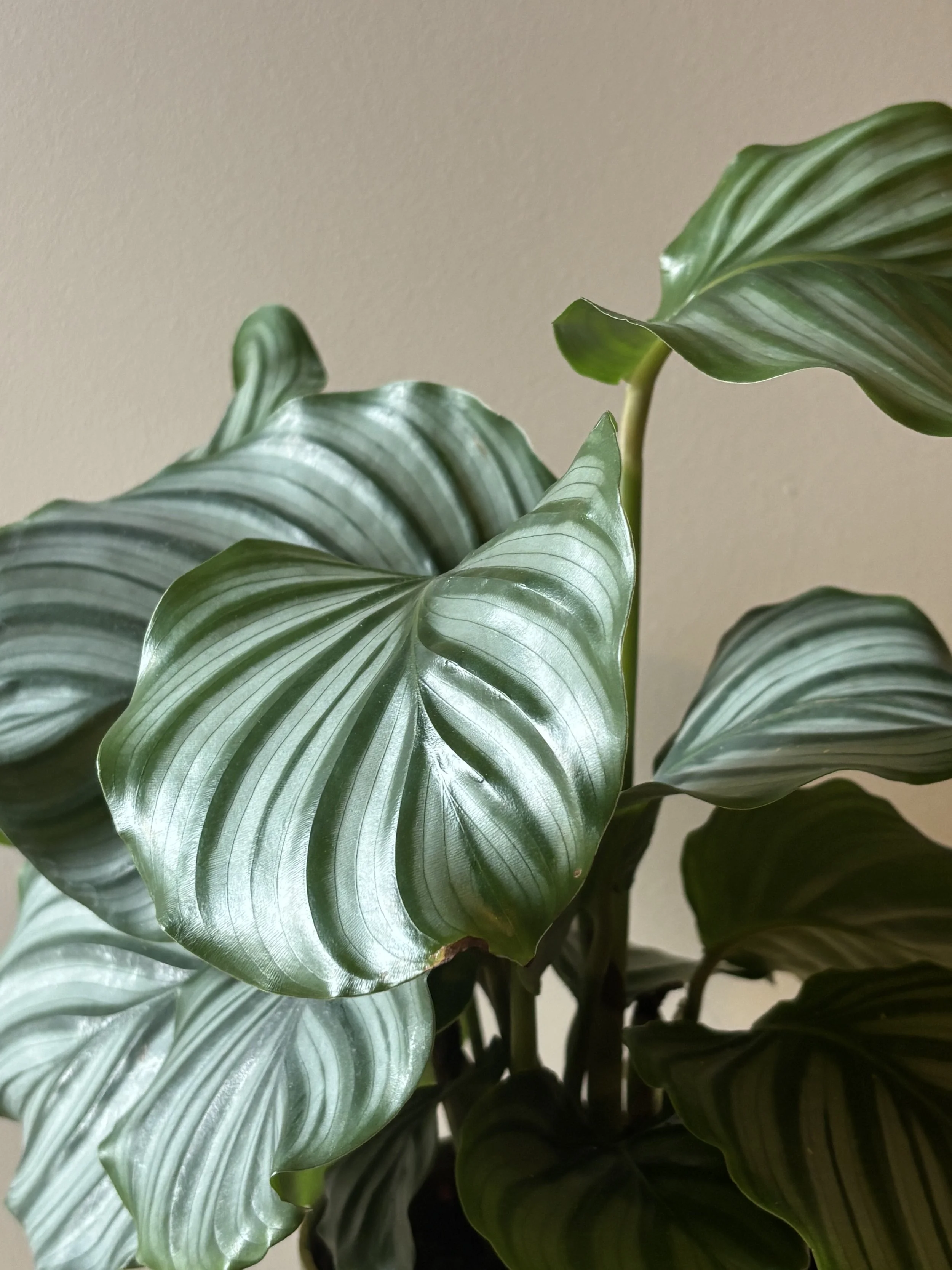 Close-up of green houseplant leaves with white and dark green stripes, against a plain beige background.