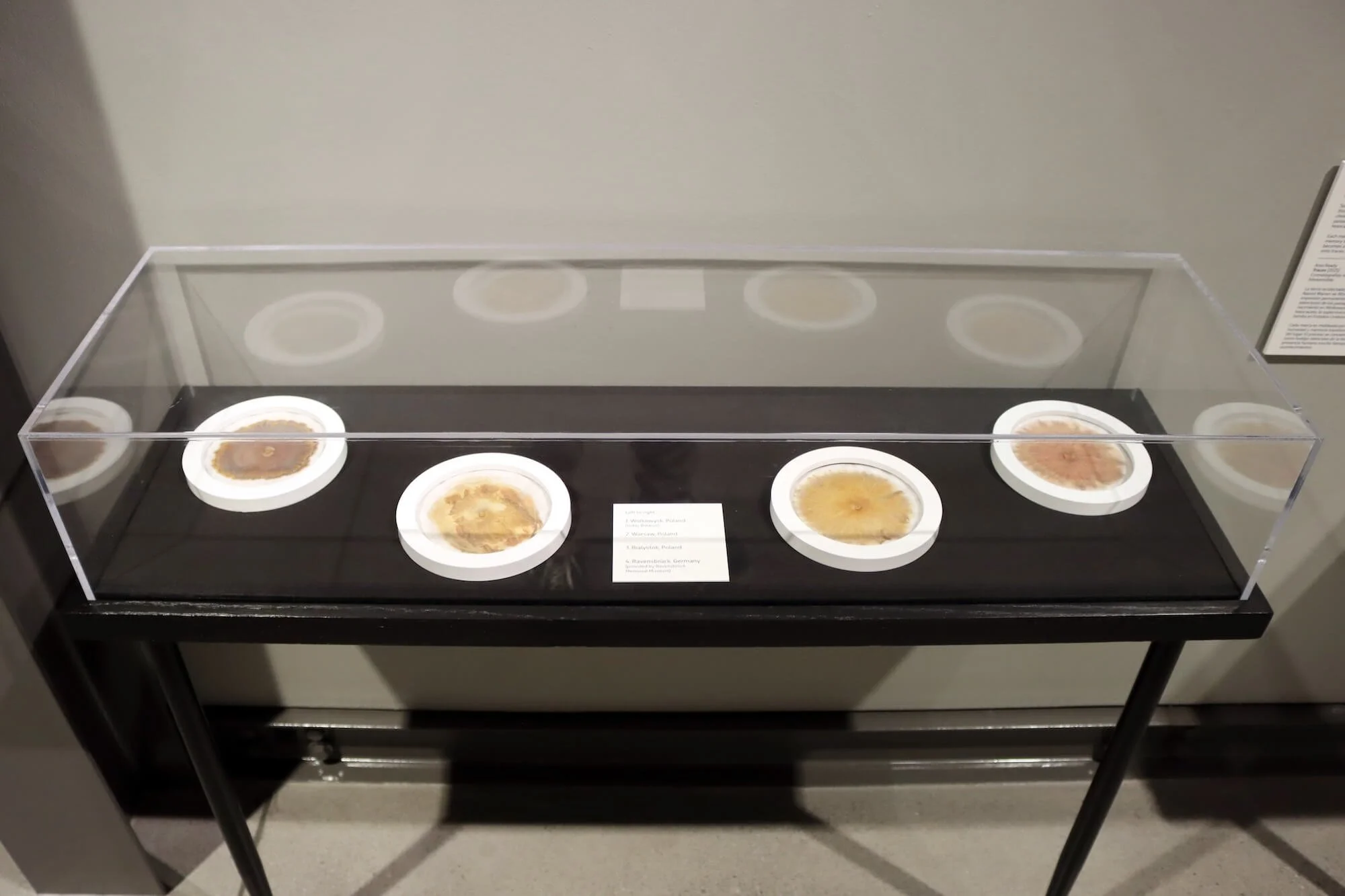 Ania Ready’s soil chromatographs from Traces displayed at Holocaust Museum Houston.