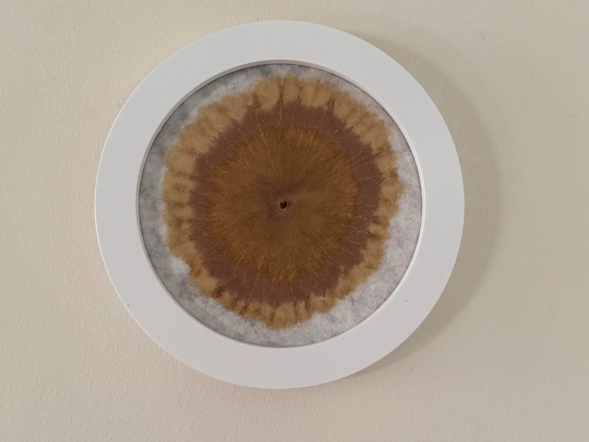 Finished circular soil chromatograph showing brown and ochre rings formed by the soil sample.