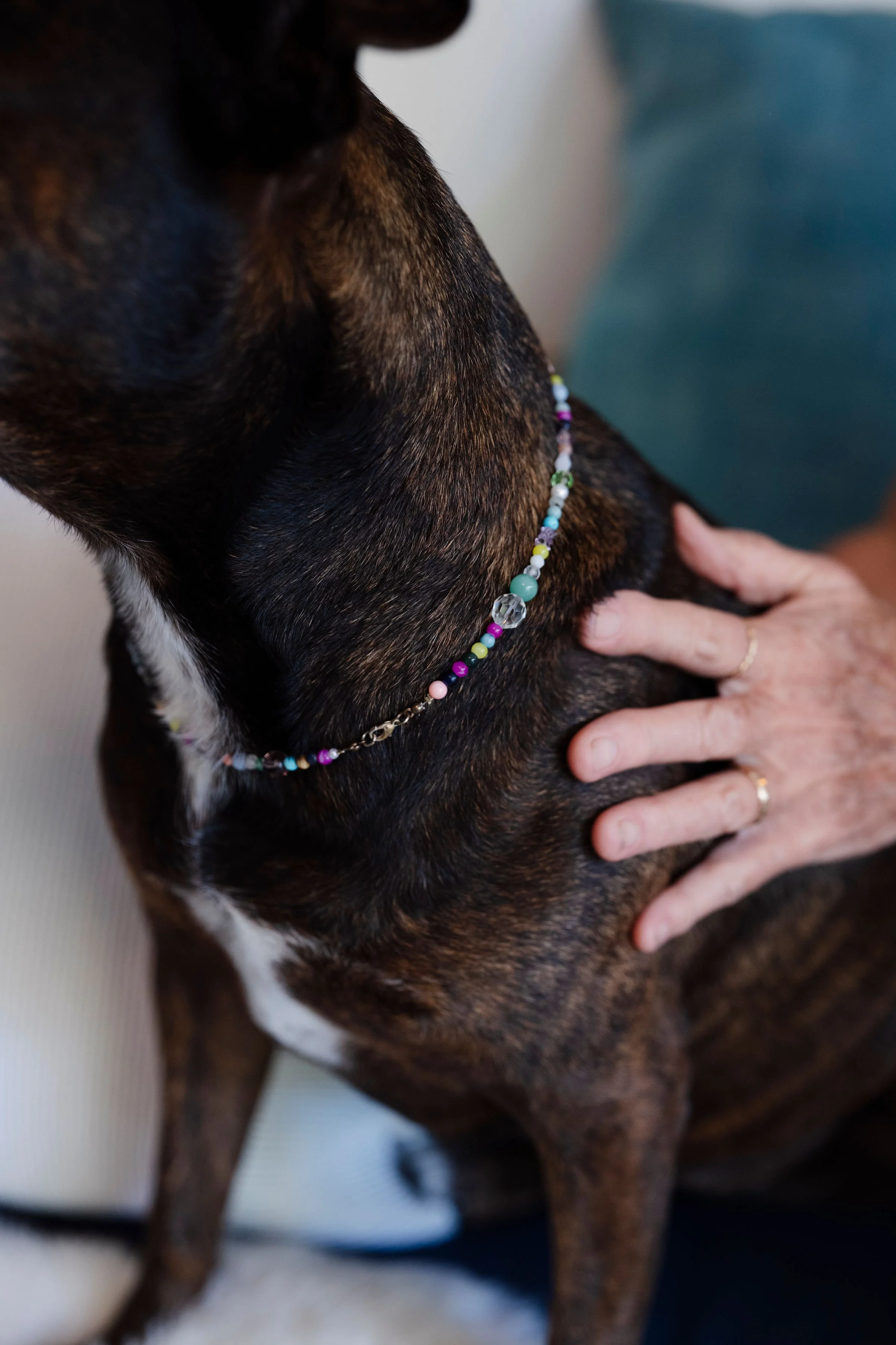 Dog Massage Workshop - Perth-September 6th