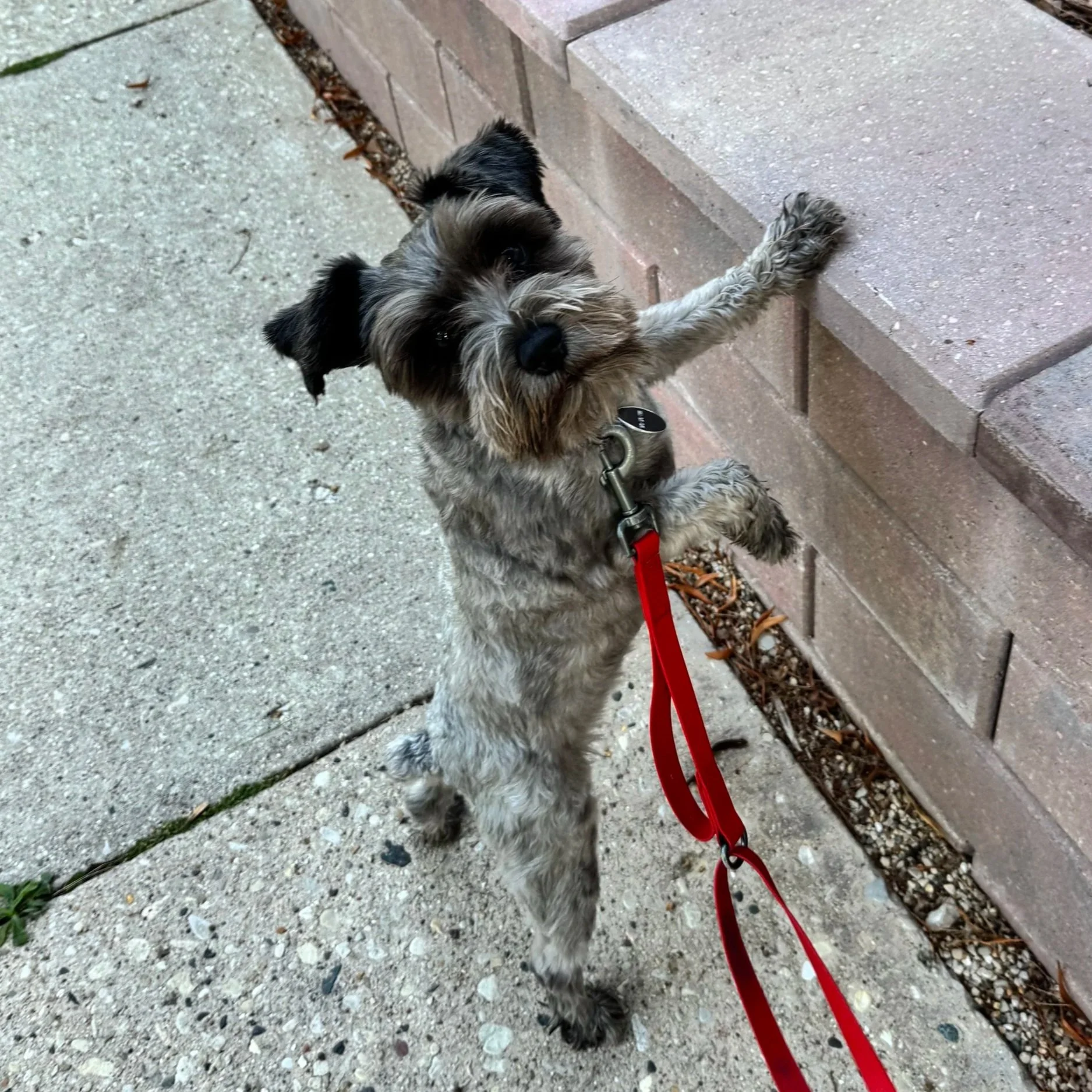 A scruffy gray and black dog with a leash, sitting on a concrete sidewalk next to a brick wall, looking up at the camera.