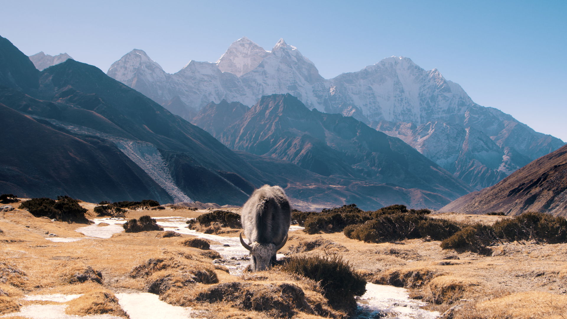 Yak dans une plaine près d'une rivière, montagnes en arrière-plan