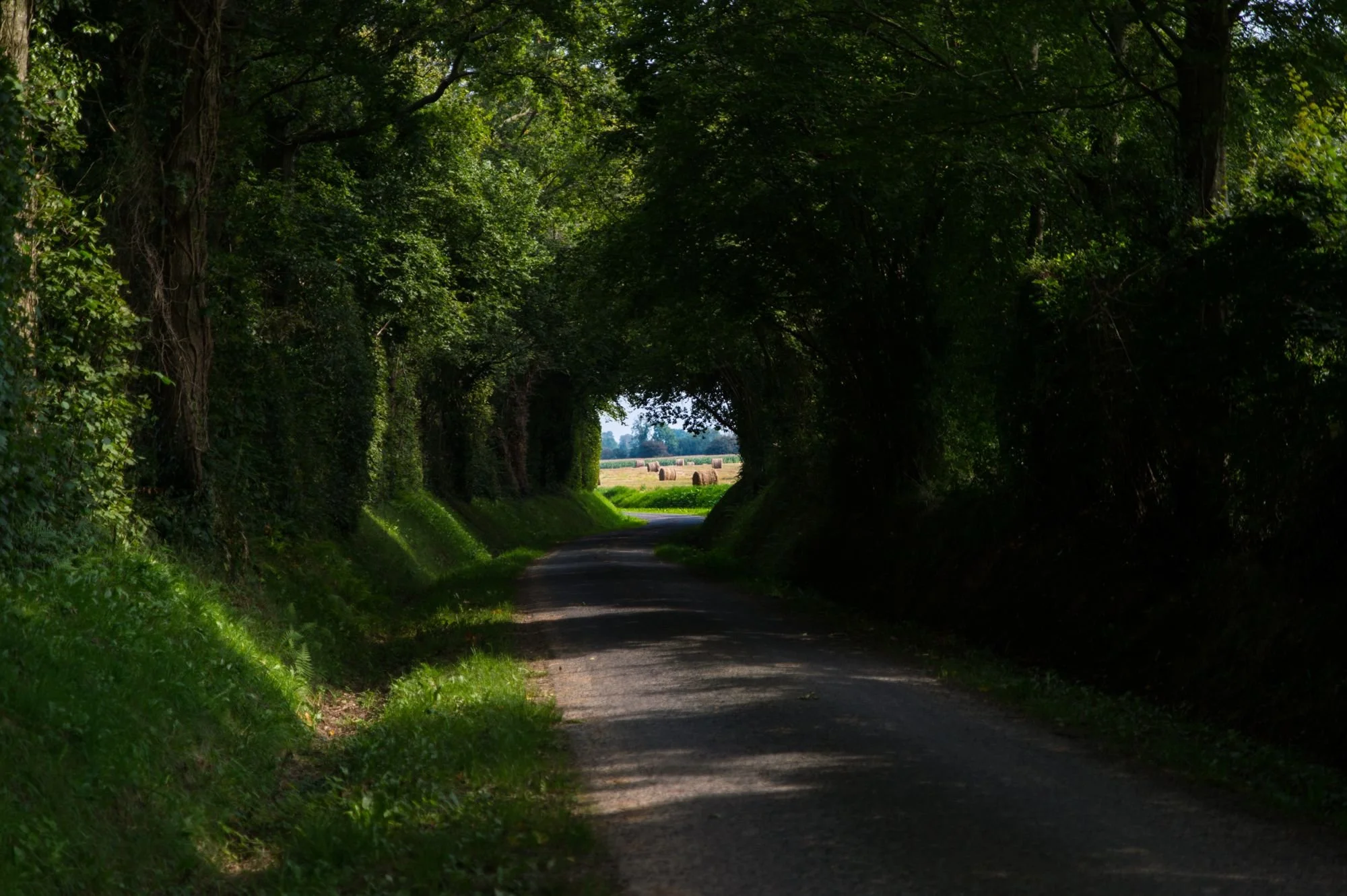 DSC_4126 2.jpg