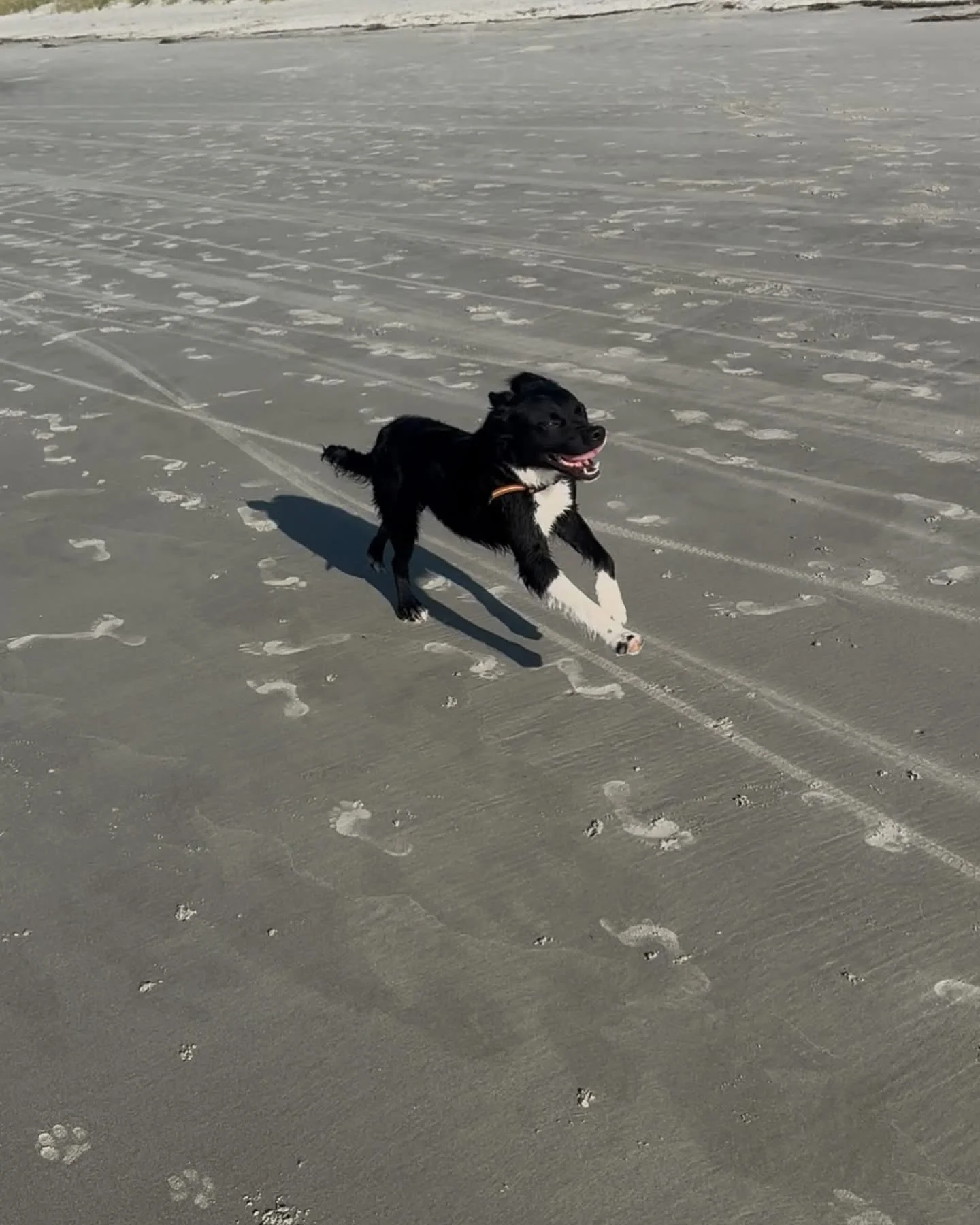 A black and white dog running on a sandy beach with footprints in the sand.