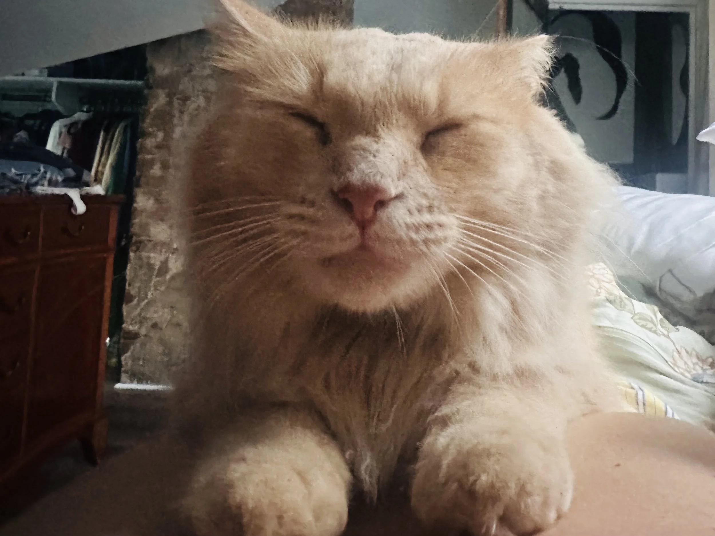 A close-up of an orange tabby cat sleeping with eyes closed.