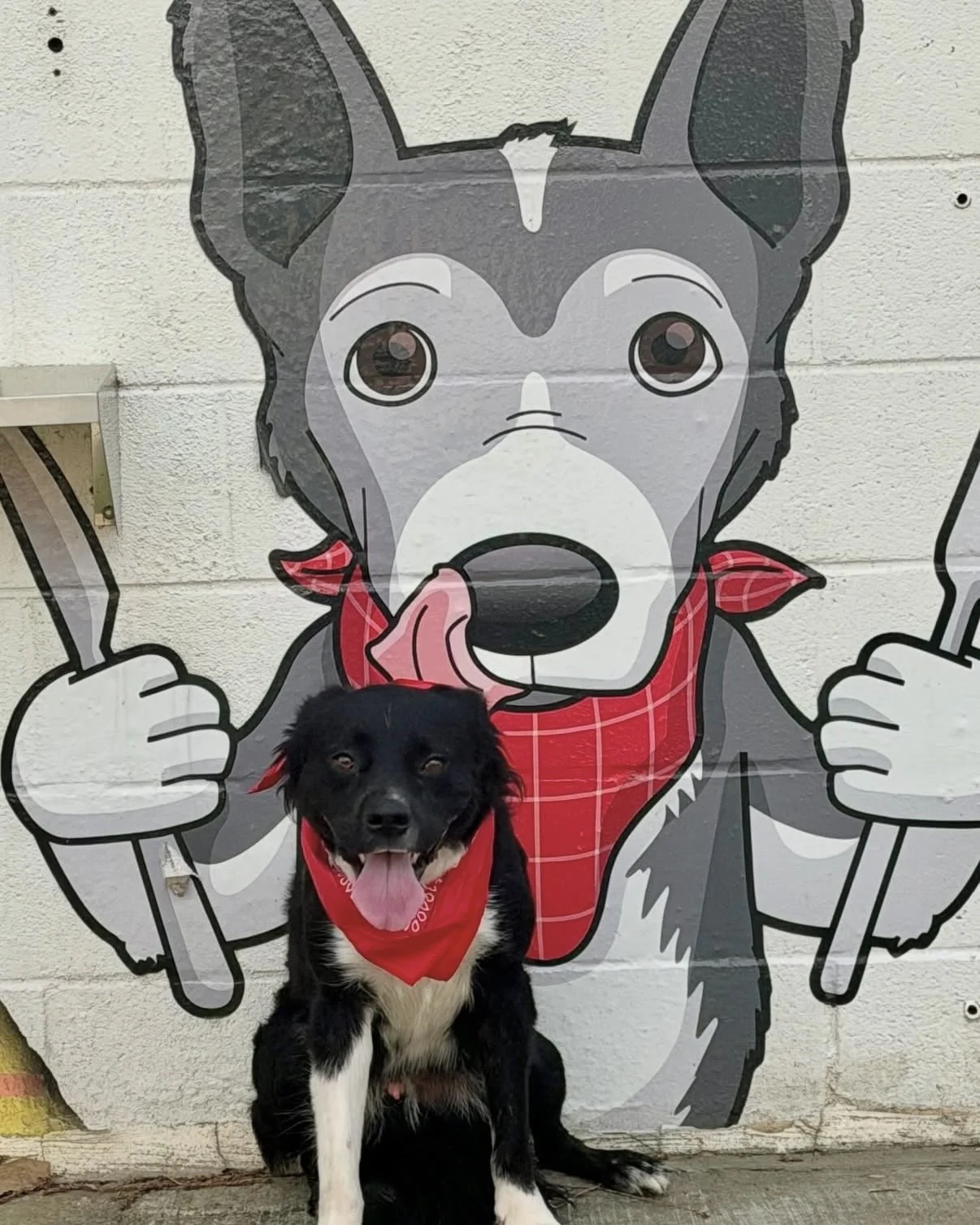 A black and white dog wearing a red bandana sitting in front of a large cartoon mural of a husky dog. The cartoon husky has big eyes, a tongue sticking out, and is holding a stick, also wearing a red bandana.