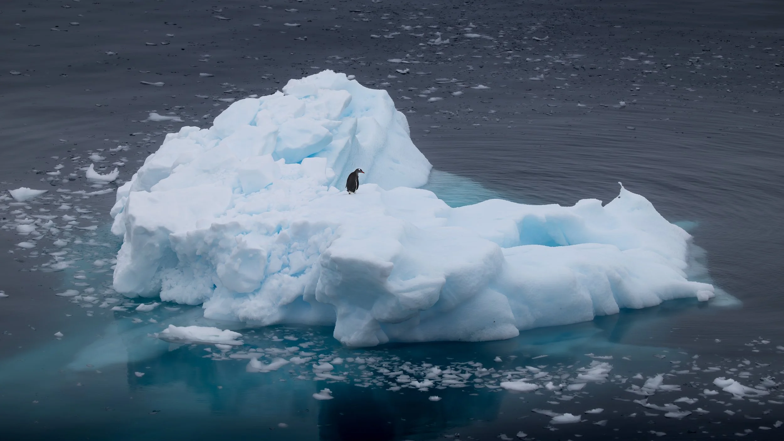 A penguin standing on a large, jagged iceberg floating in the ocean with smaller ice fragments surrounding it.