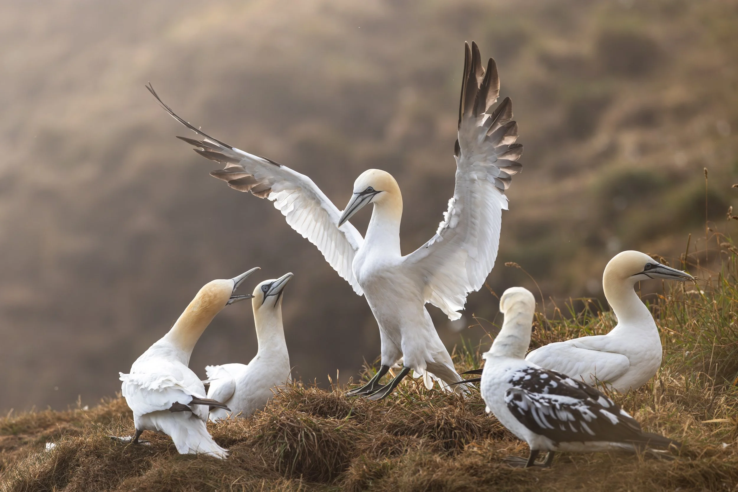 A group of white seabirds, likely Northern Gannets, gathered on a grassy patch with one bird in the center spreading its wings.