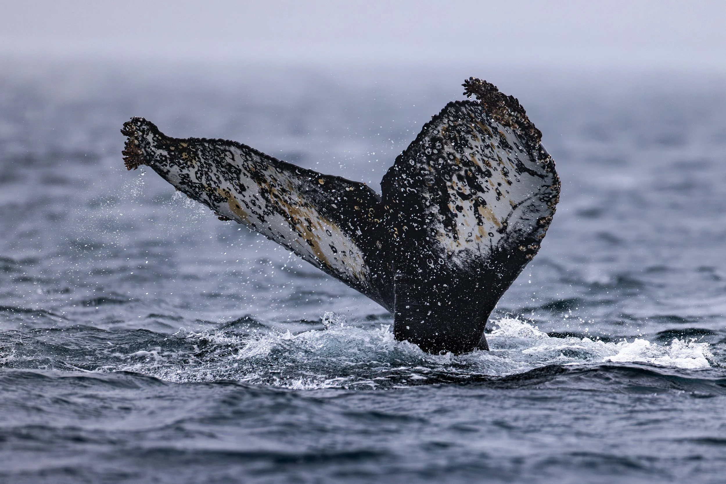 A whale tail emerges from the ocean water, with droplets splashing around it, and the sky in the background.