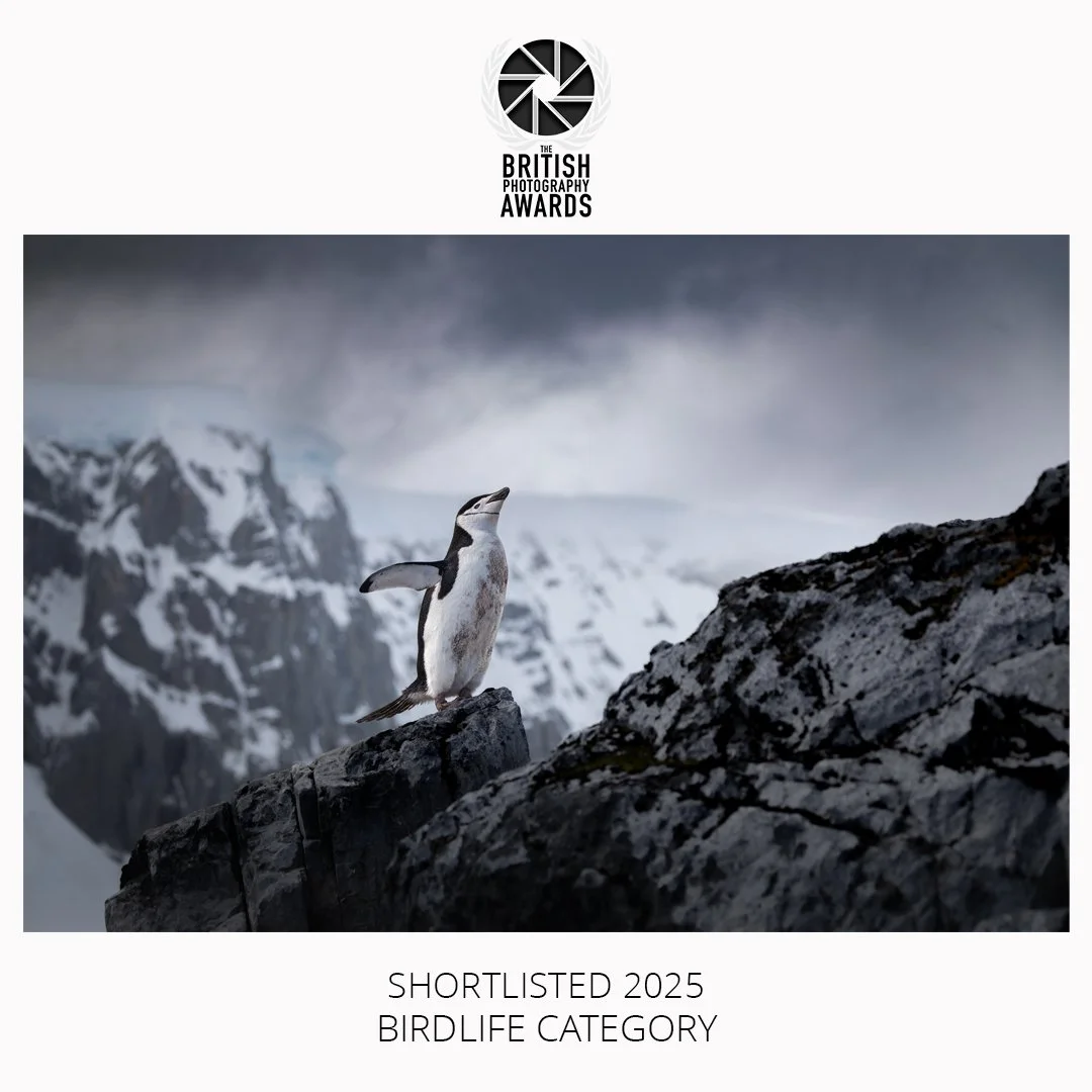 British Photography Awards BirdLife Shortlist 2025 ‘Chinstrap Mountain’