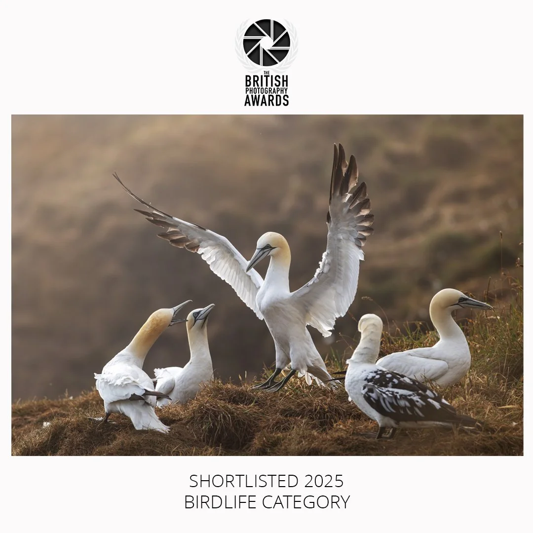 British Photography Awards BirdLife Shortlist 2025 ‘Gannet Get Together’ 