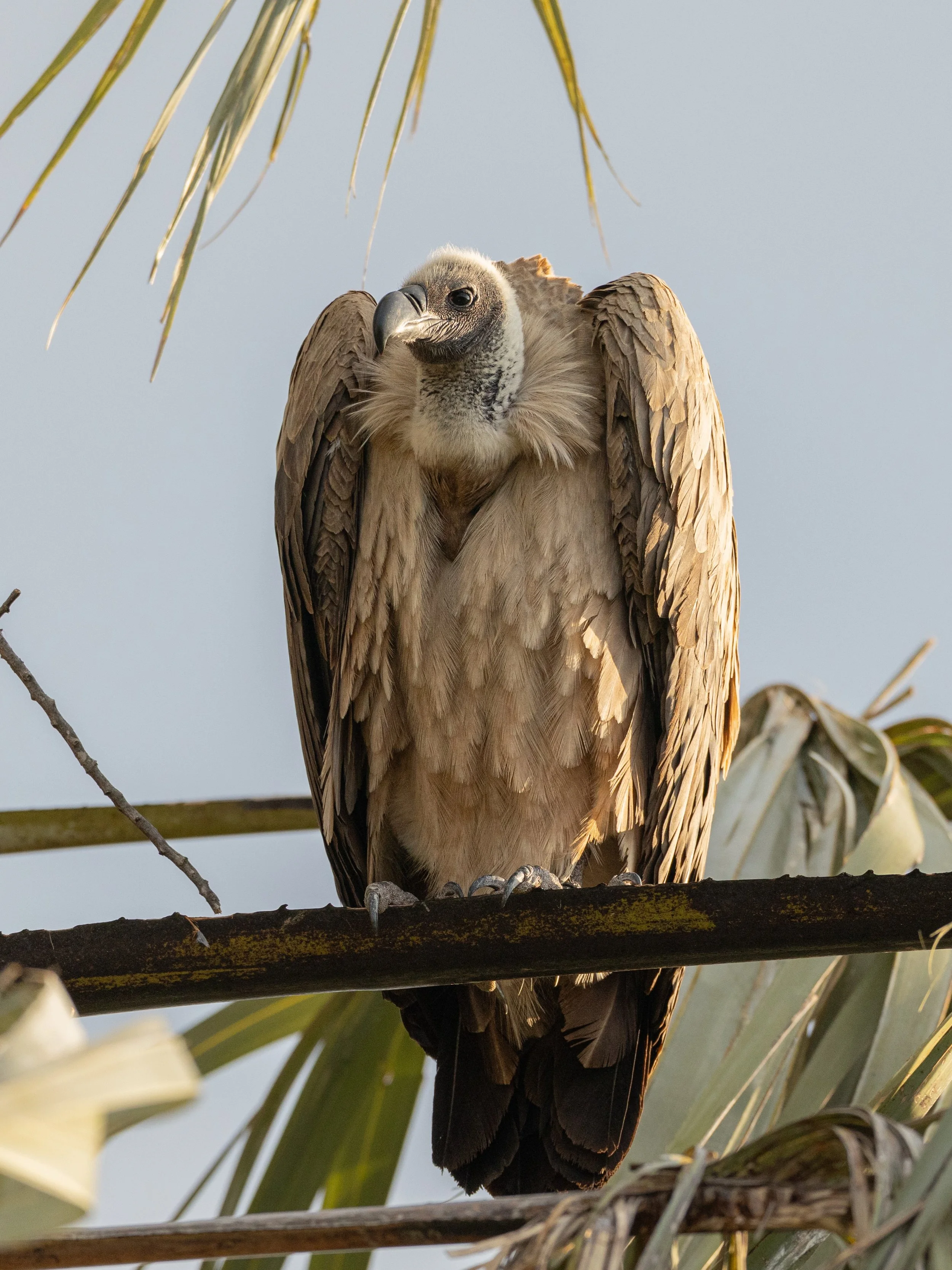 International Vulture Awareness Day! 

A lot of people don&rsquo;t like vultures because of the way they look&hellip; and I really don&rsquo;t understand it! 

To me, they hold so much character and are one of the most important animals in the ecosys