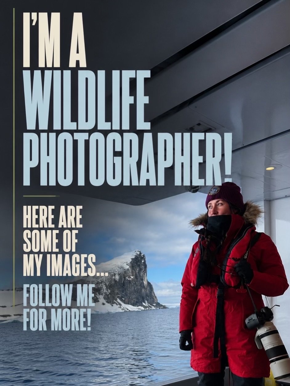 Ever since I started photography &lsquo;professionally&rsquo; - my dream was always to photograph wildlife. 

Now my dream is realised and I couldn&rsquo;t be happier!! It&rsquo;s definitely where I belong! 🐧

I&rsquo;m trying to grow my social medi