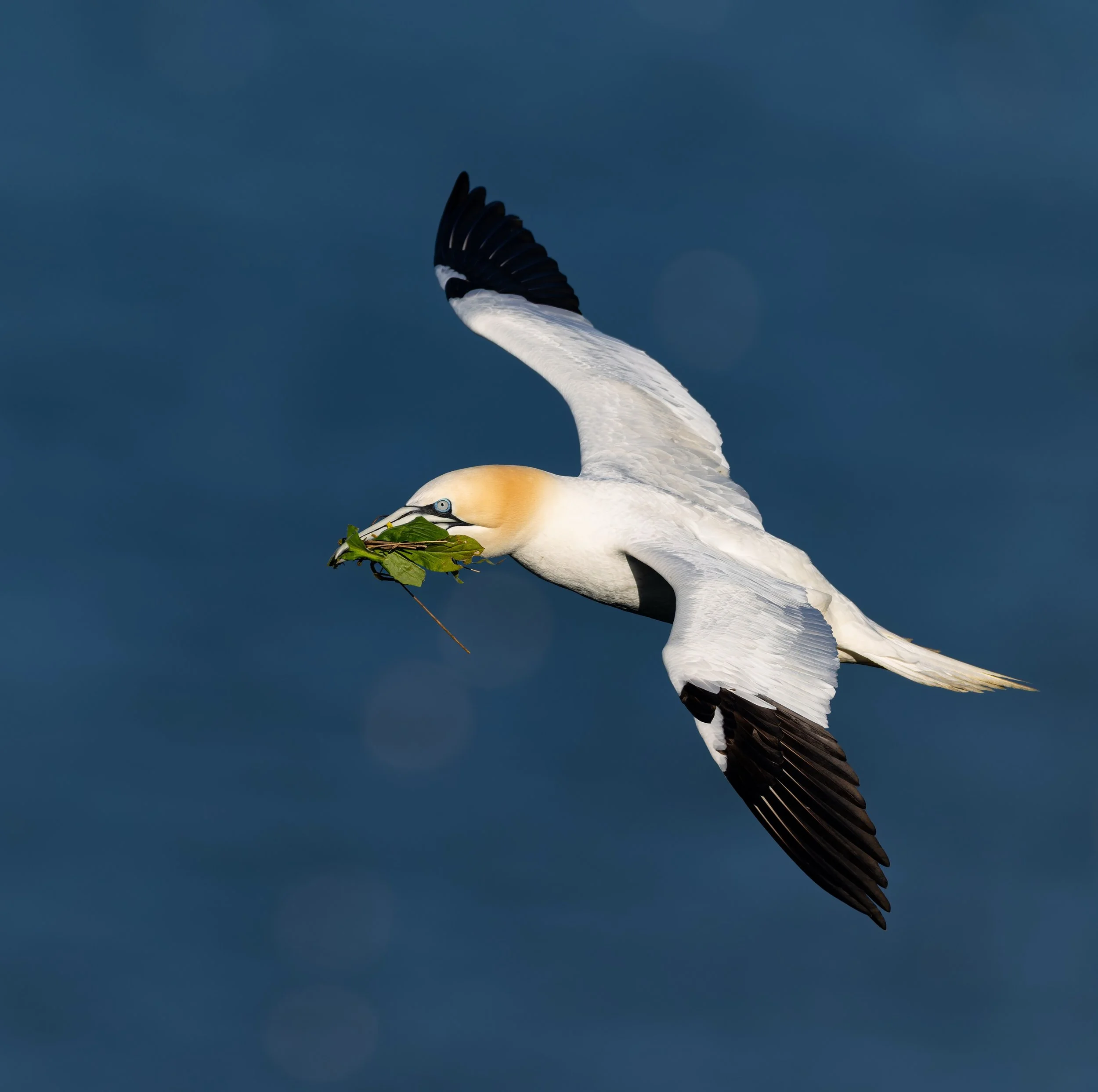 A love letter to Gannets on World Seabird Day! 

One of the most striking birds that you&rsquo;ll ever see, their blue eyes are something else and the wingspan is insane! 

I can&rsquo;t wait to see them again soon but for now, here&rsquo;s a little 